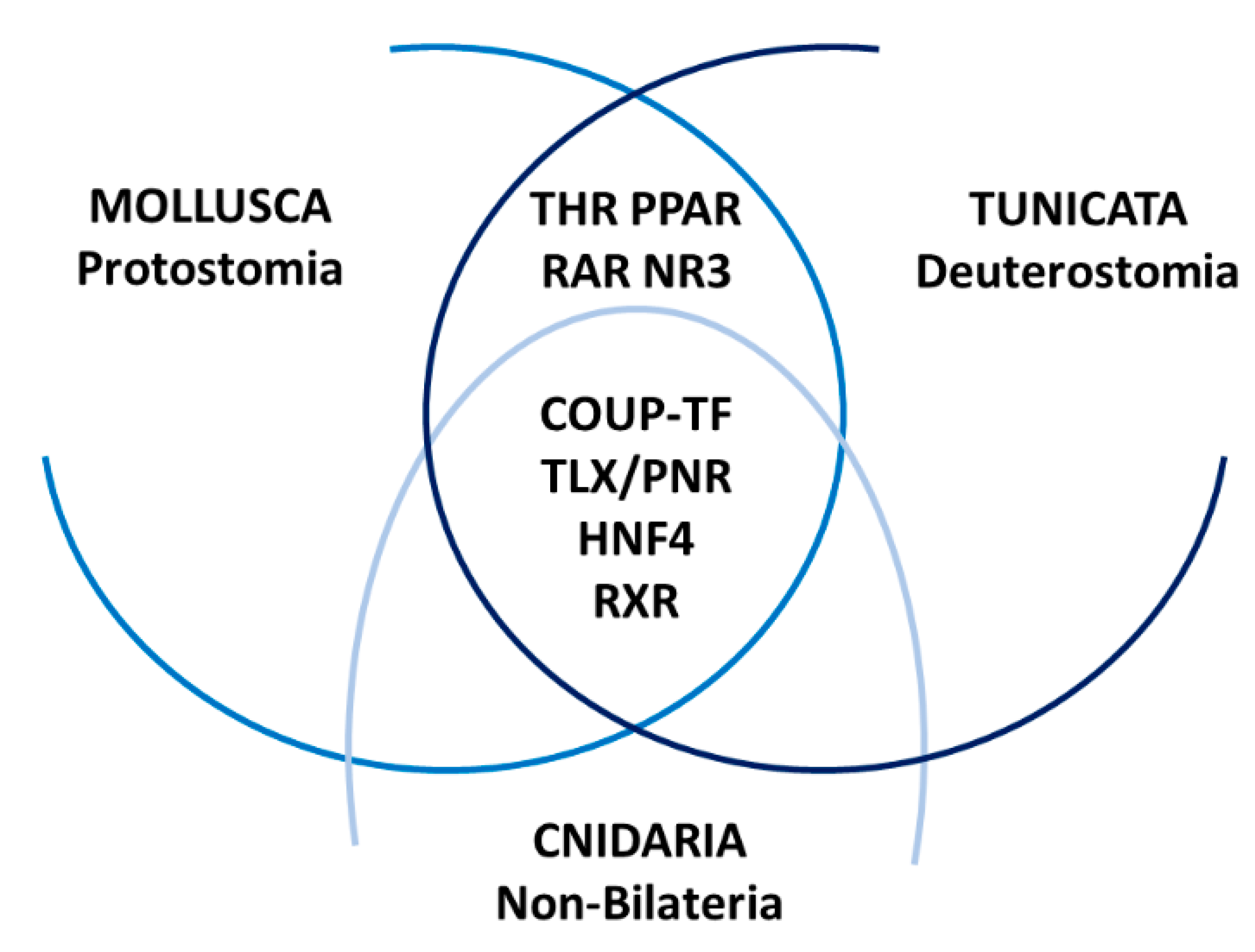 Genes Free Full Text Nuclear Receptors And Development Of Marine Invertebrates Html