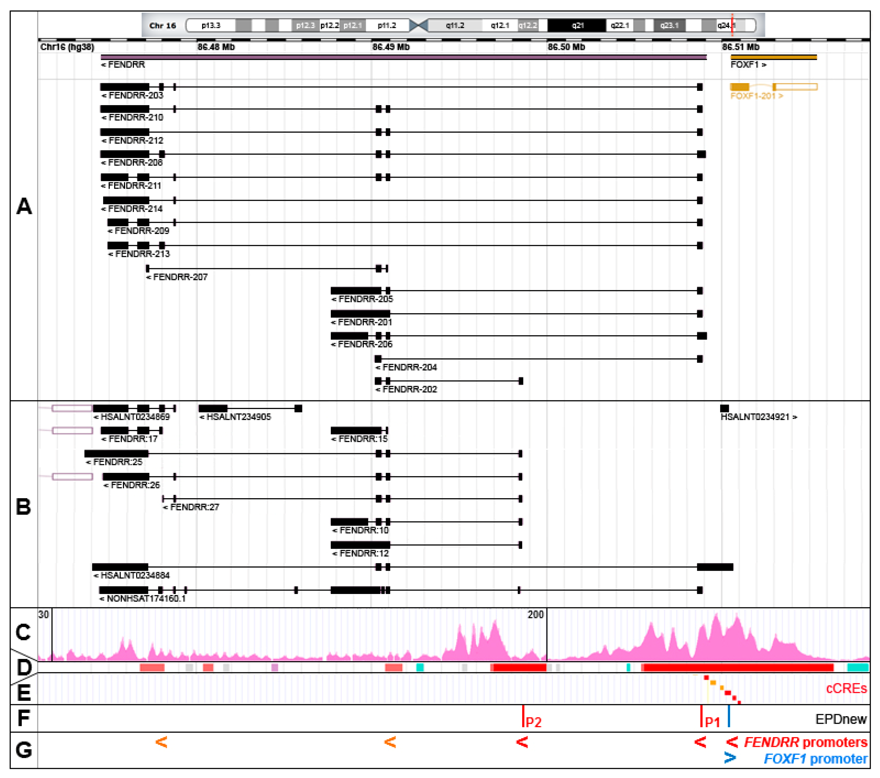 Genes 12 00177 g001 Genes 12 00177 g001
