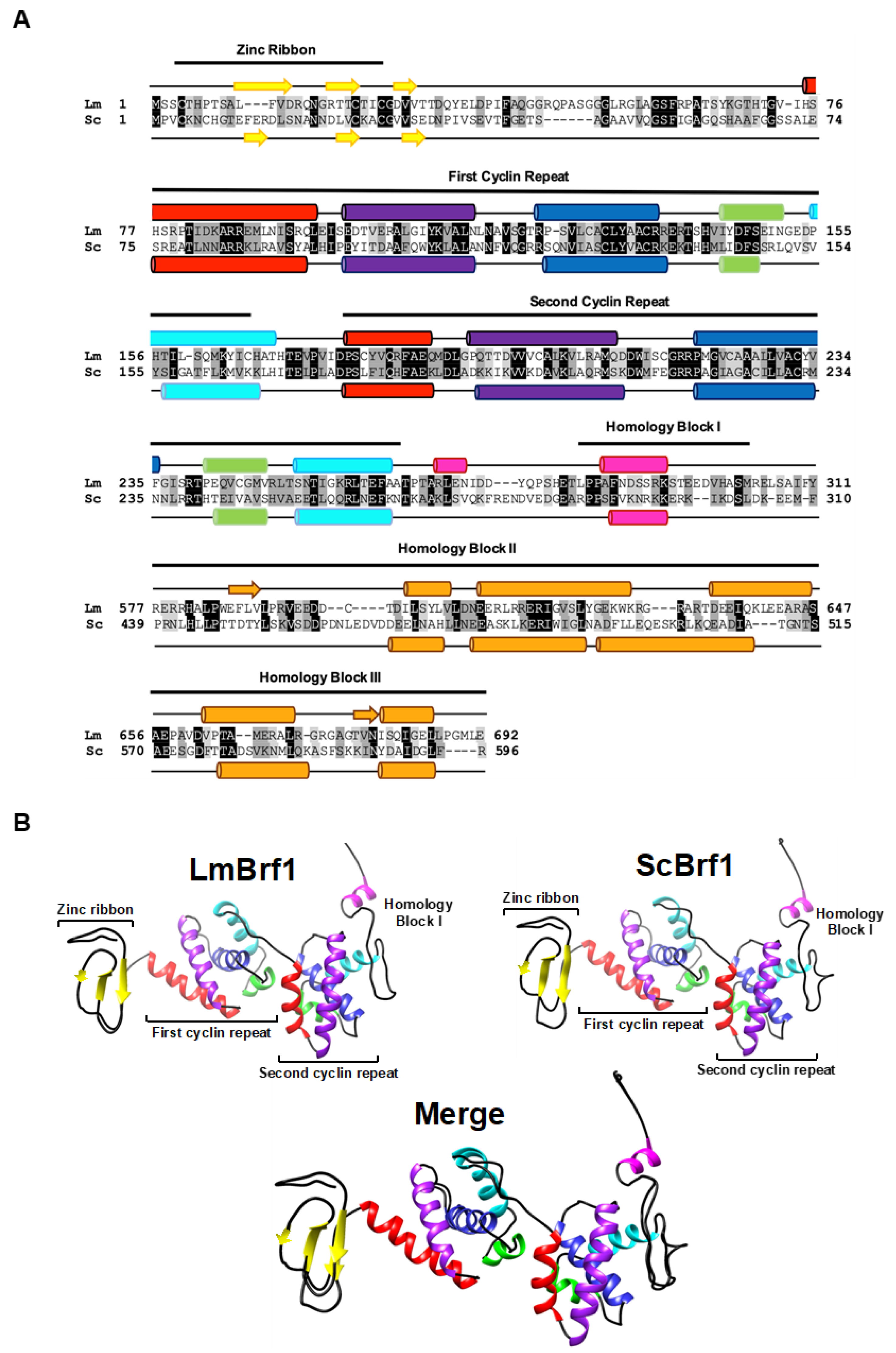 Genes Free Full Text Participation Of Tfiiib Subunit Brf1 In Transcription Regulation In The Human Pathogen Leishmania Major Html