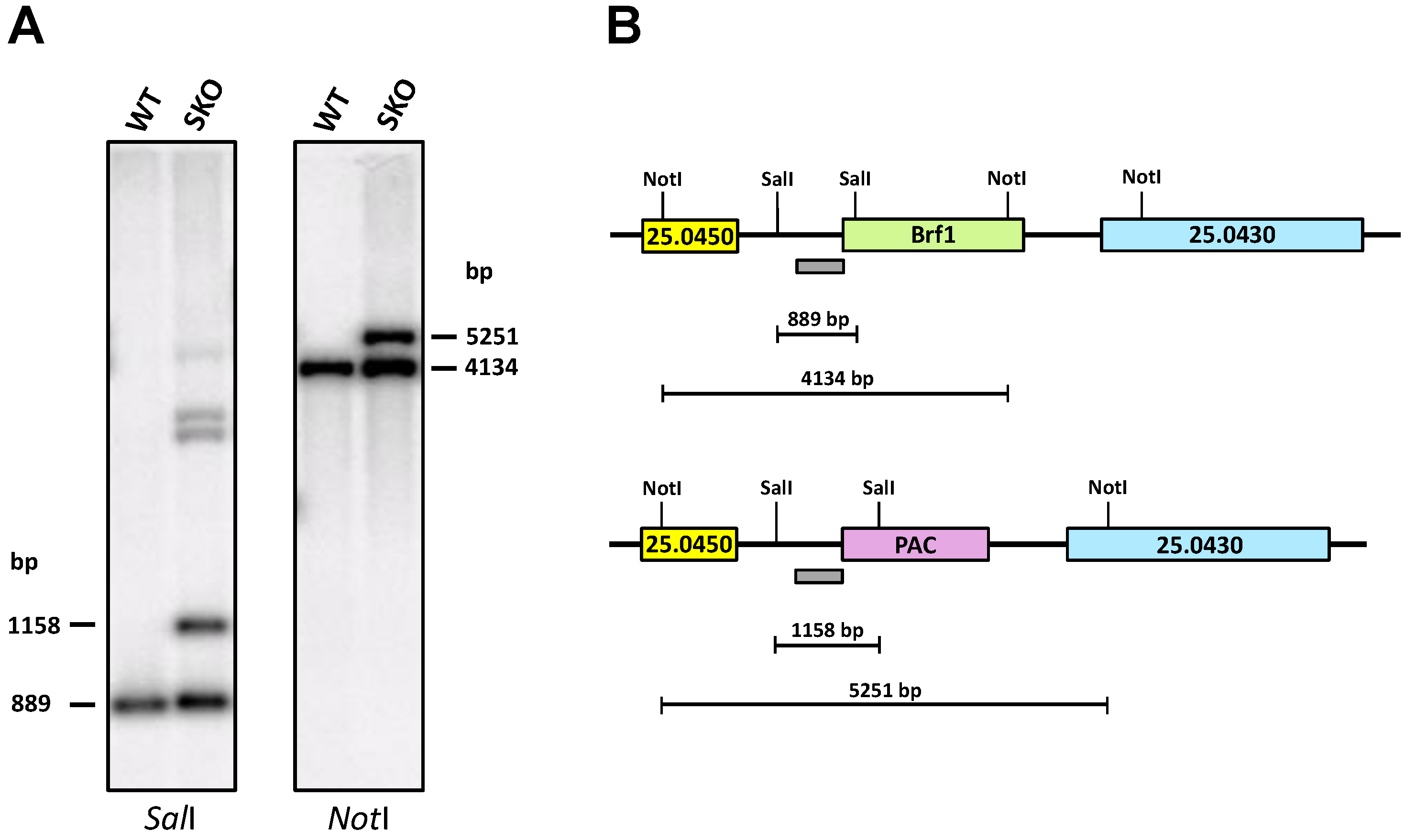 Genes 12 00280 g004