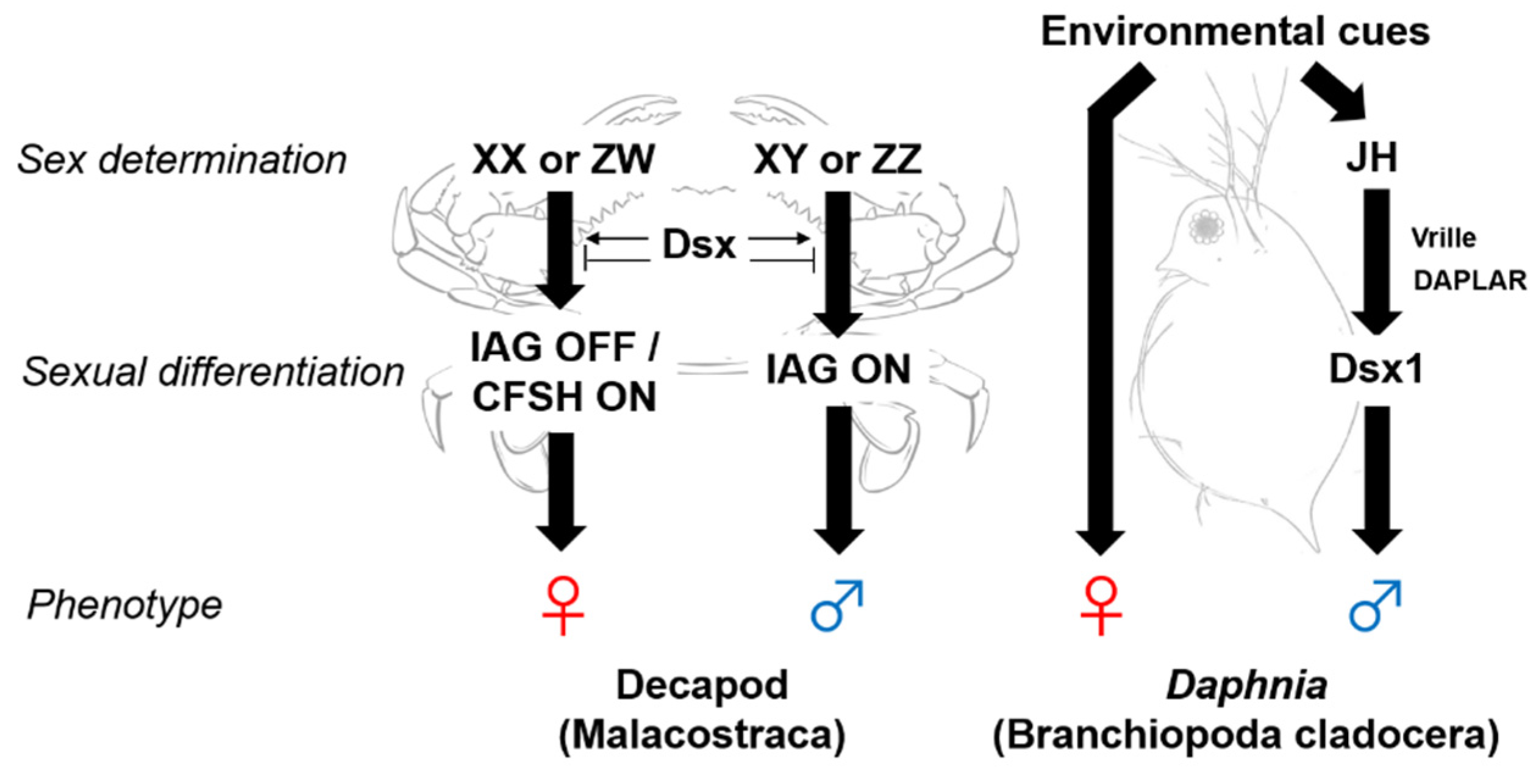 Genes Free Full Text Sex Determination And Differentiation In