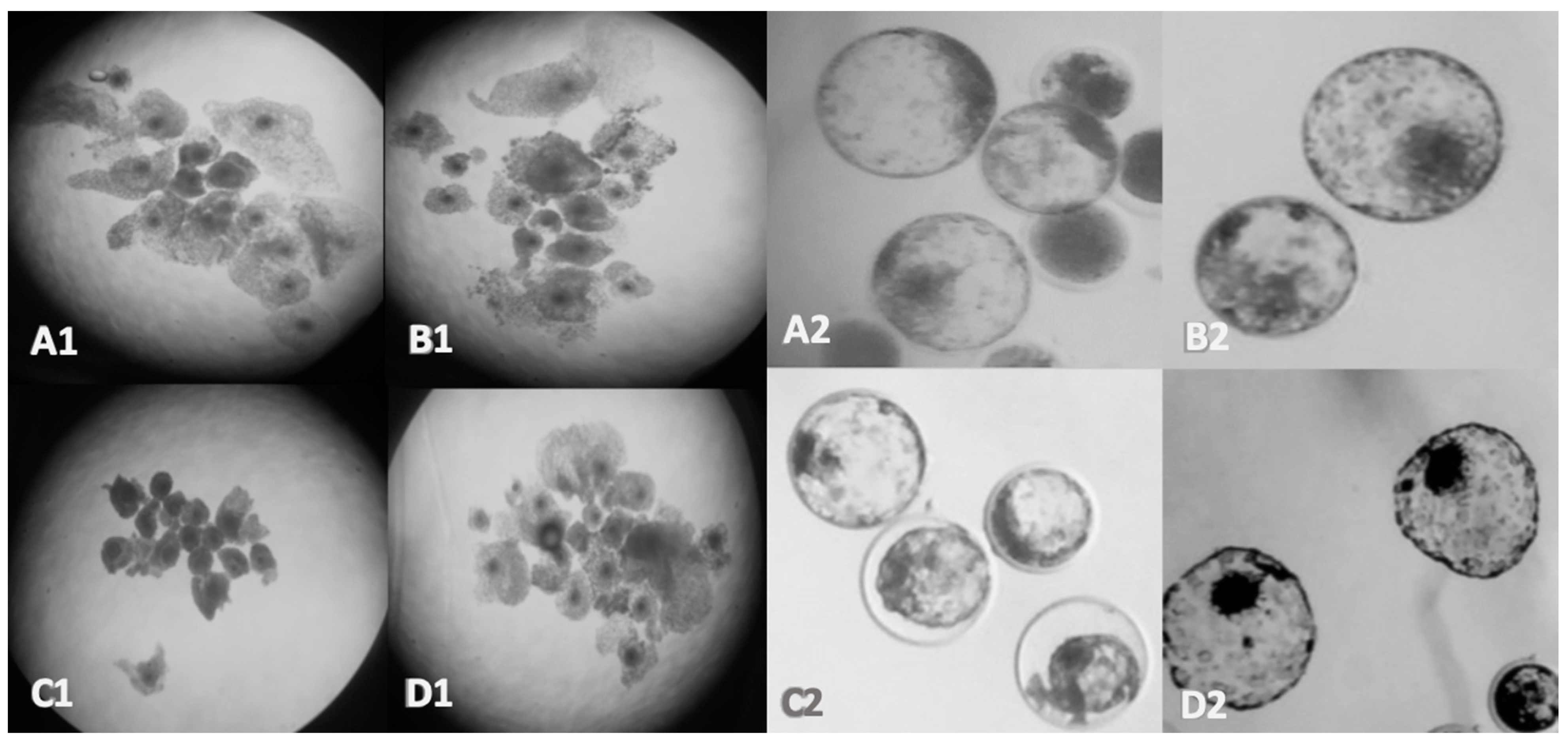 Genes Free Full Text Bpa And Bps Affect Connexin 37 In Bovine Cumulus Cells