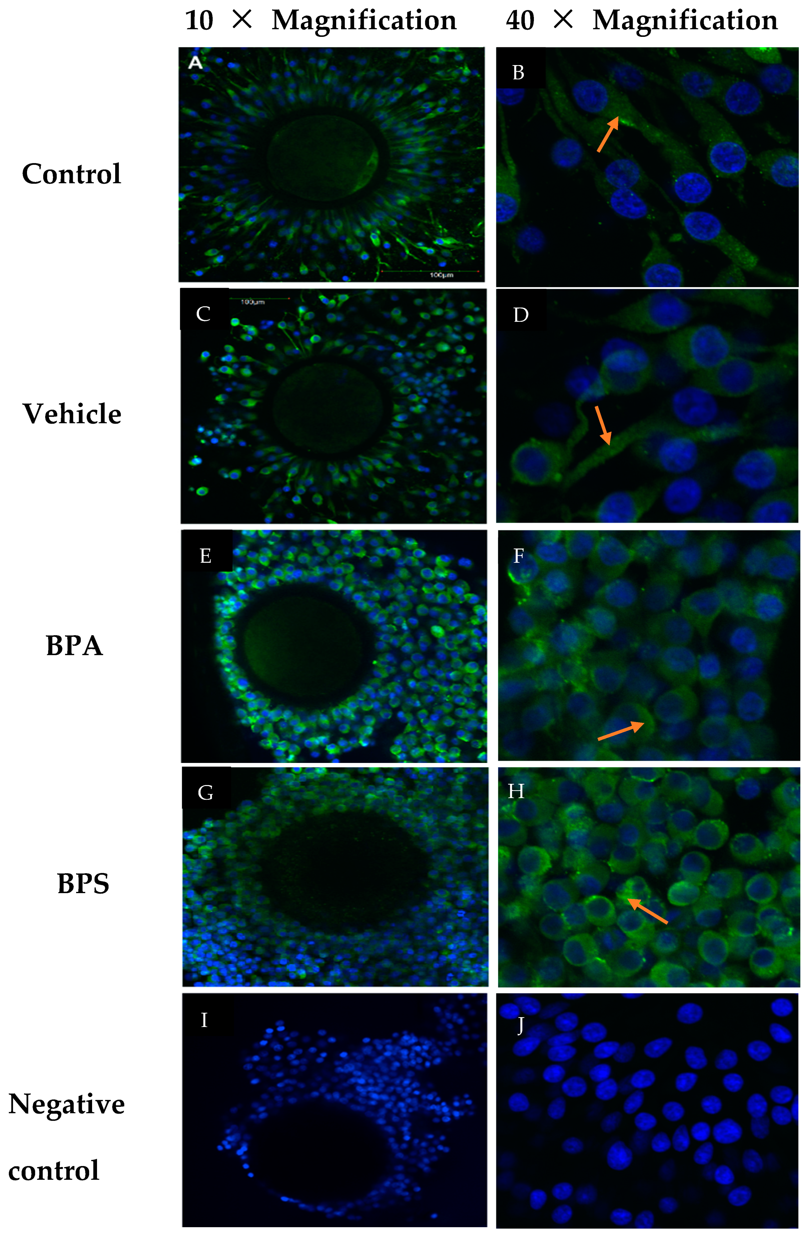 Genes Free Full Text Bpa And Bps Affect Connexin 37 In Bovine Cumulus Cells Html