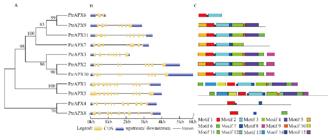 Genes | Free Full-Text | Identification and Characterization of the APX ...