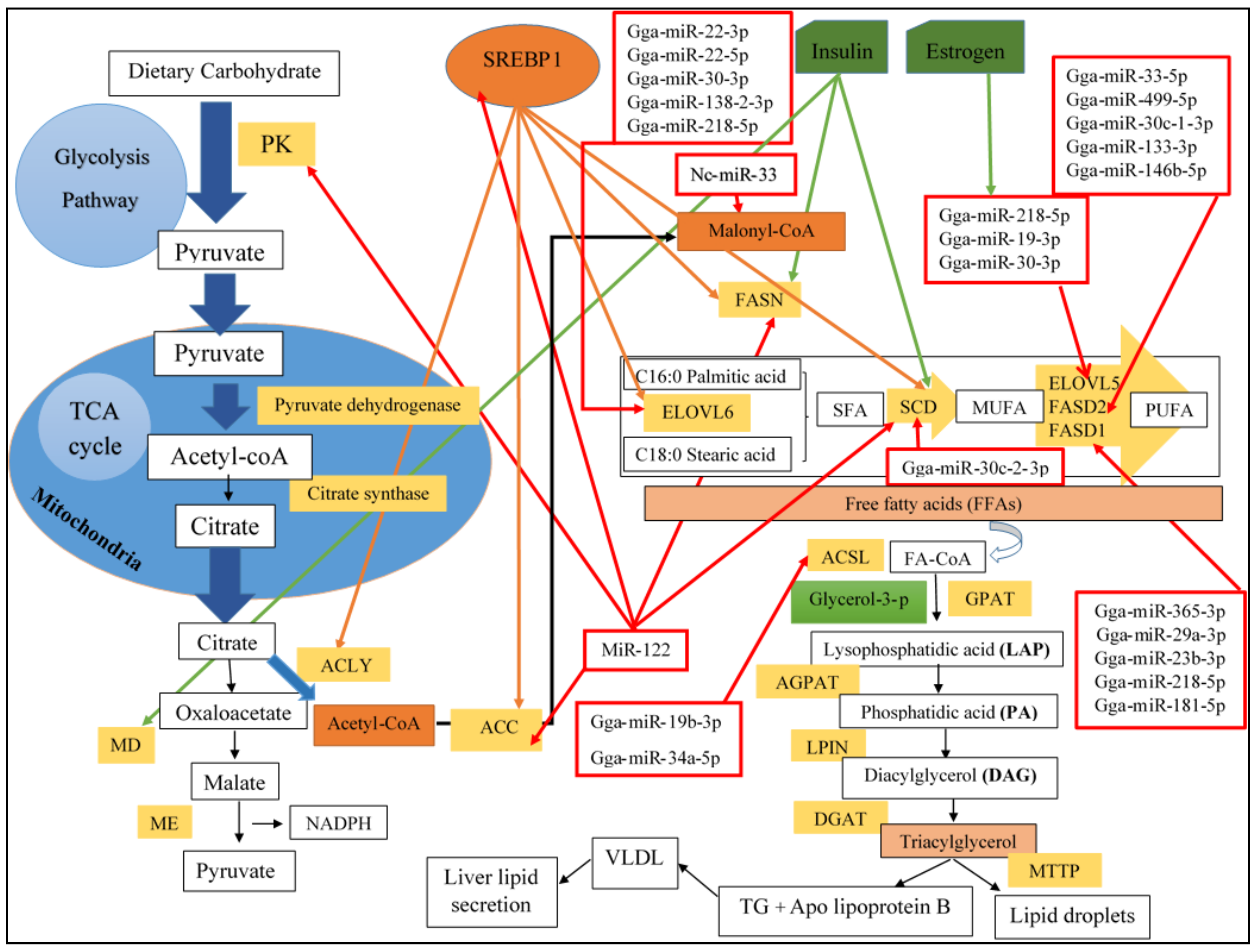 Genes Free Full Text Molecular Regulation of Lipogenesis