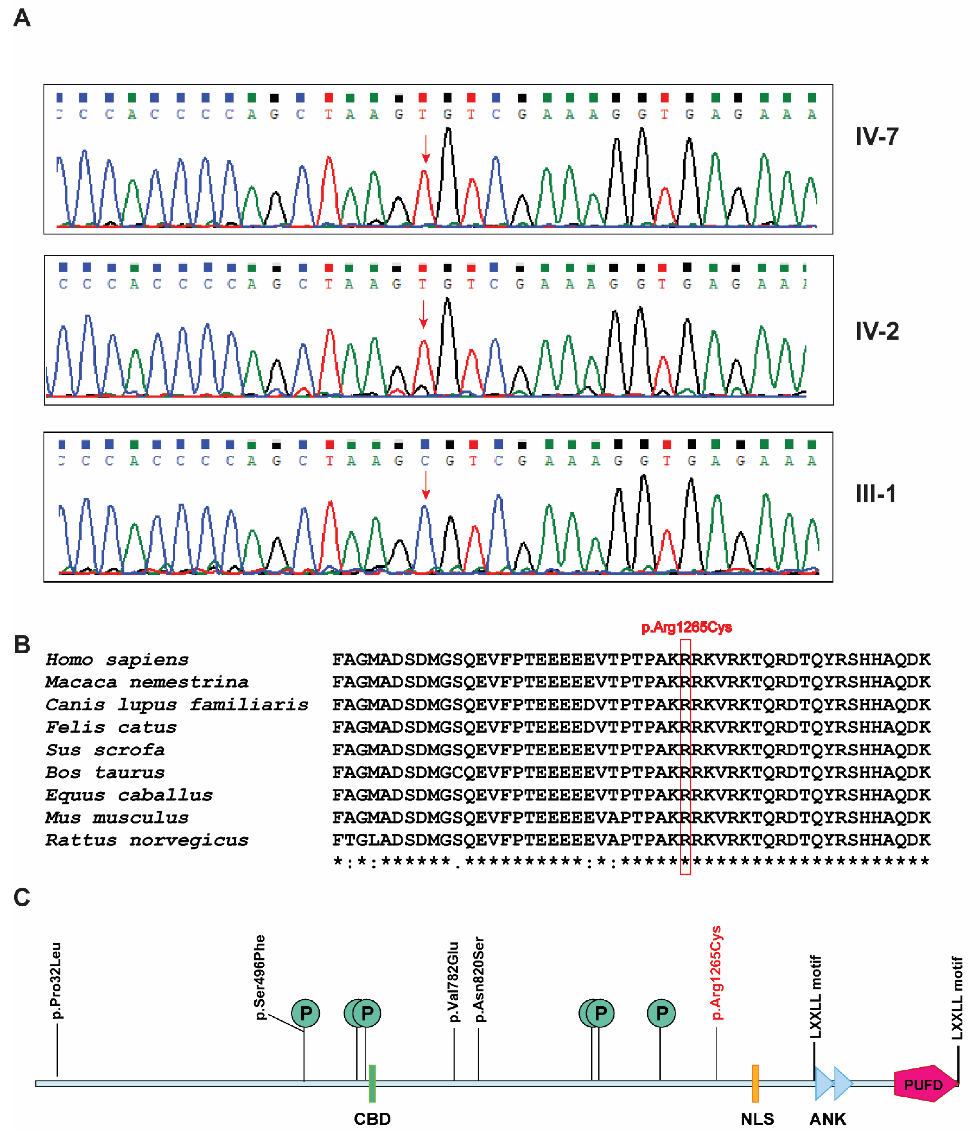 Genes | Free Full-Text | Shukla-Vernon Syndrome: A Second Family with a  Novel Variant in the BCORL1 Gene | HTML