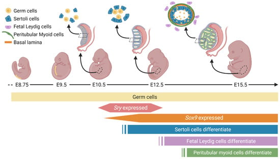 what role does the sry gene play in triggering gonadal development