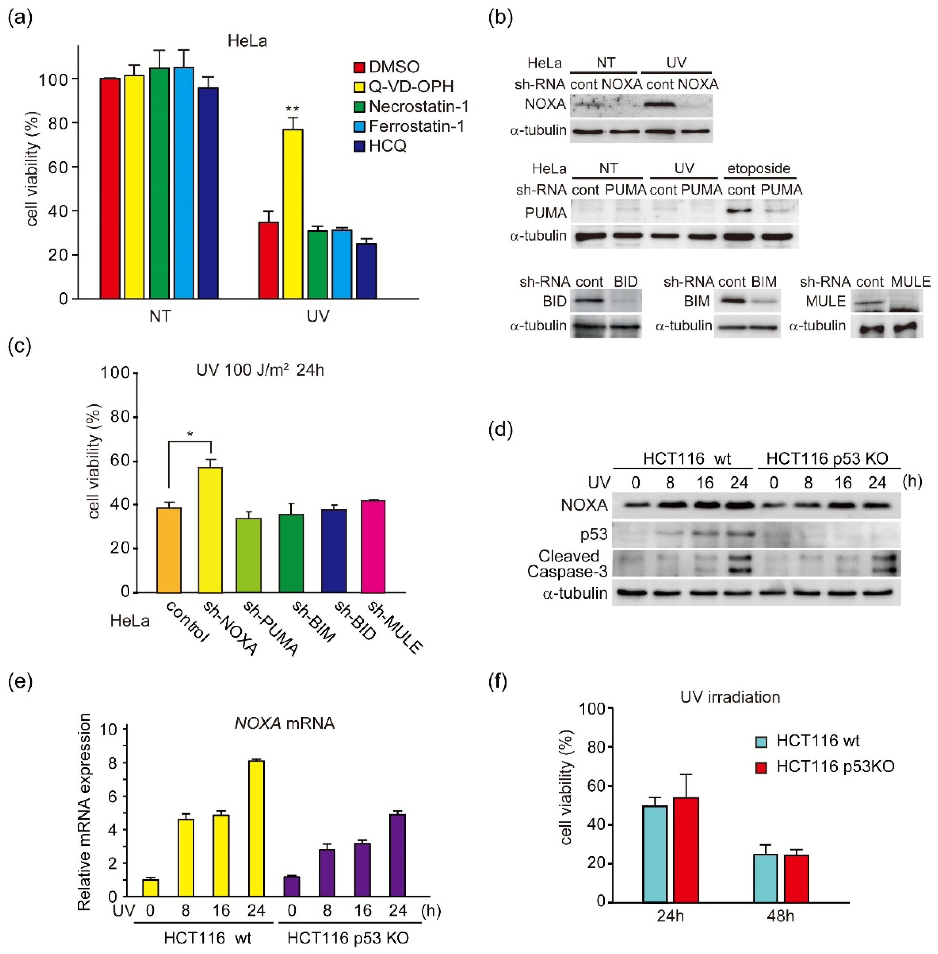 Genes Free Full Text Kruppel Like Factor 4 And Its Activator Apto 253 Induce Noxa Mediated P53 Independent Apoptosis In Triple Negative Breast Cancer Cells Html