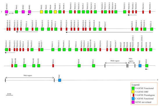 DNA sequence flanking the 6-kb deletion. Uppercase letter: sequence