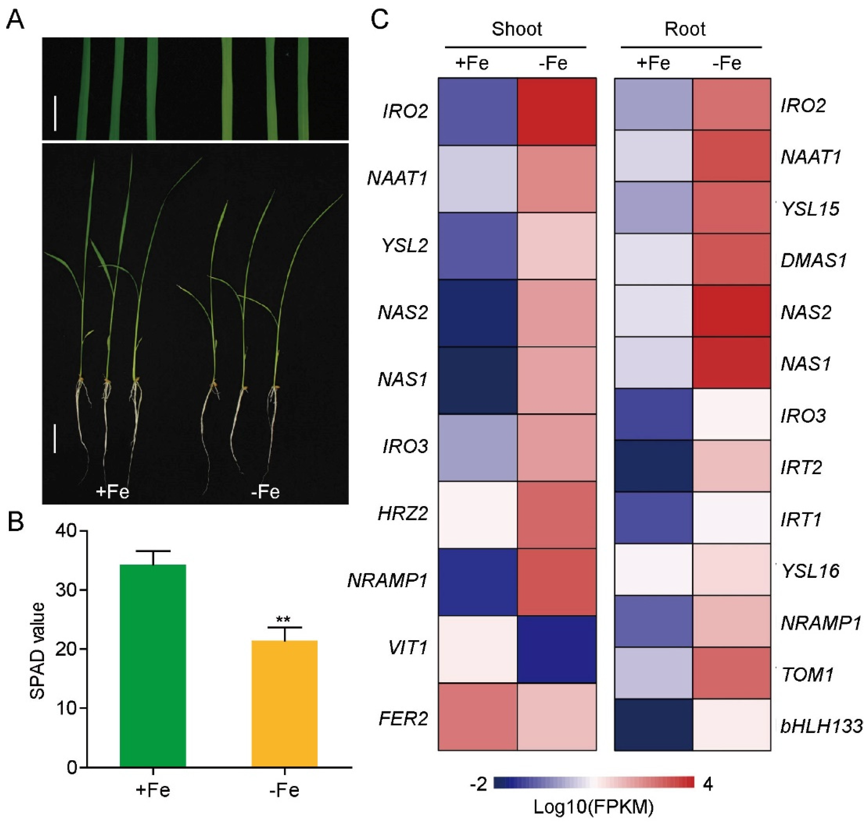 Genes 12 00567 g001 Genes 12 00567 g001