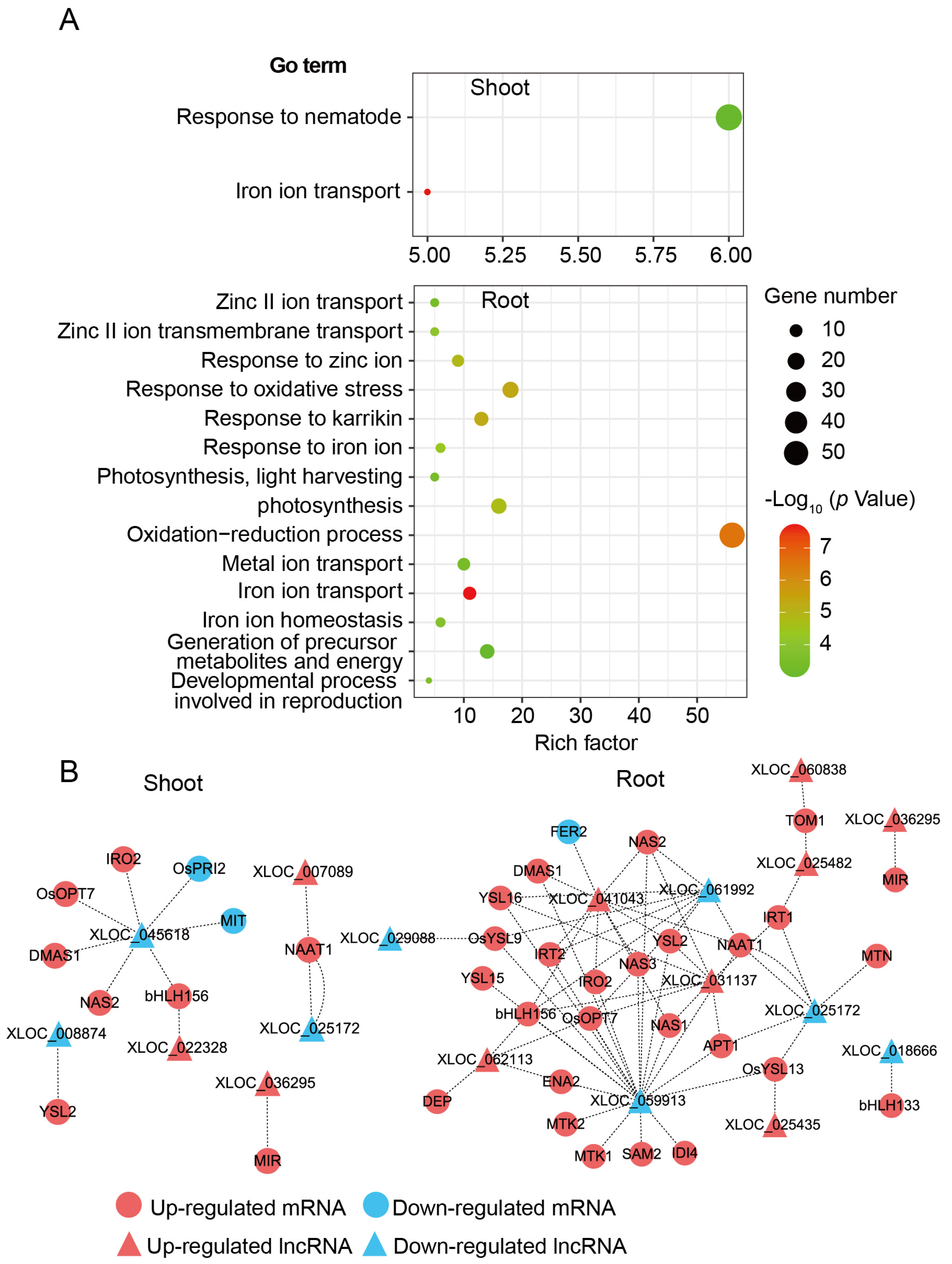 Genes 12 00567 g007 Genes 12 00567 g007
