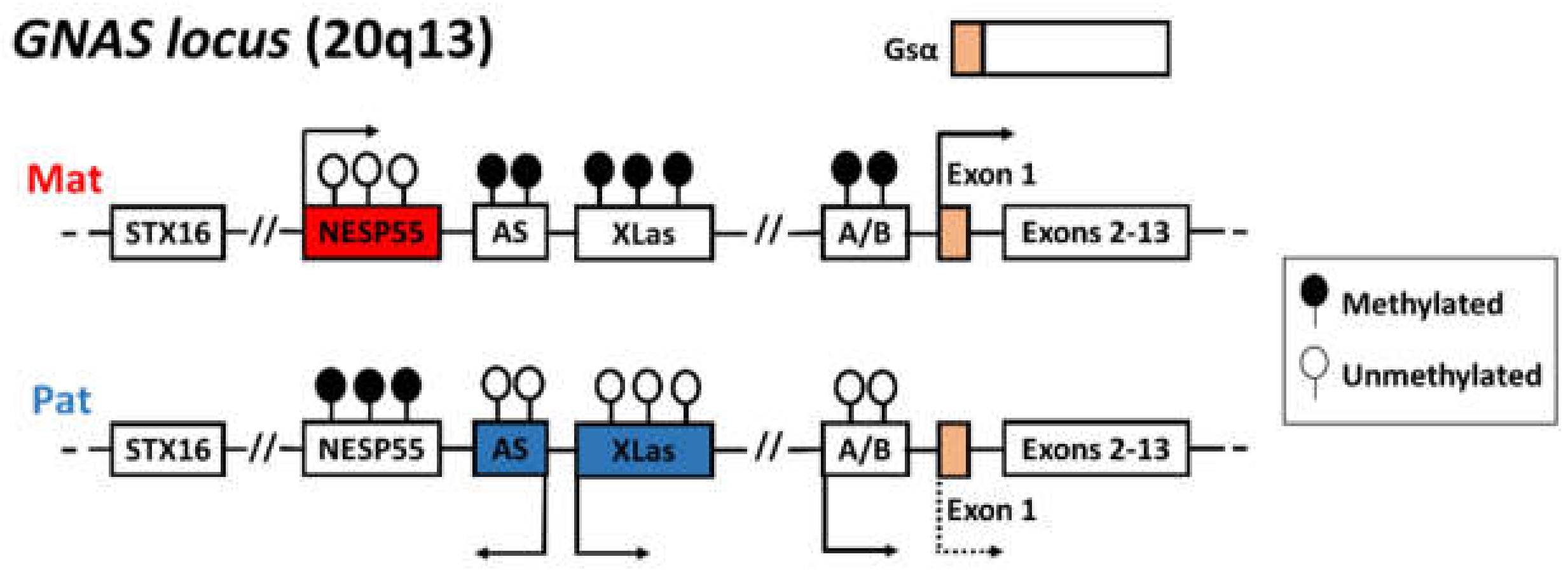 Genes 12 00588 g001 Genes 12 00588 g001