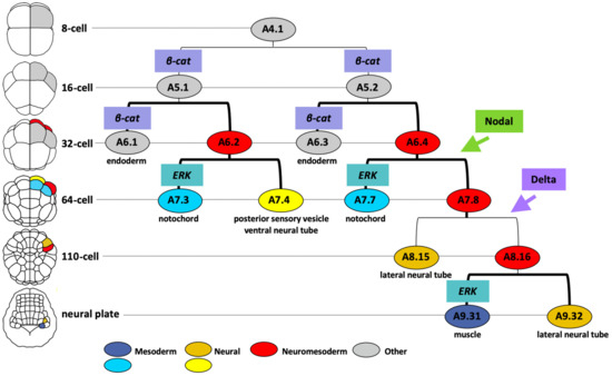 Genes | Free Full-Text | Neuromesodermal Lineage