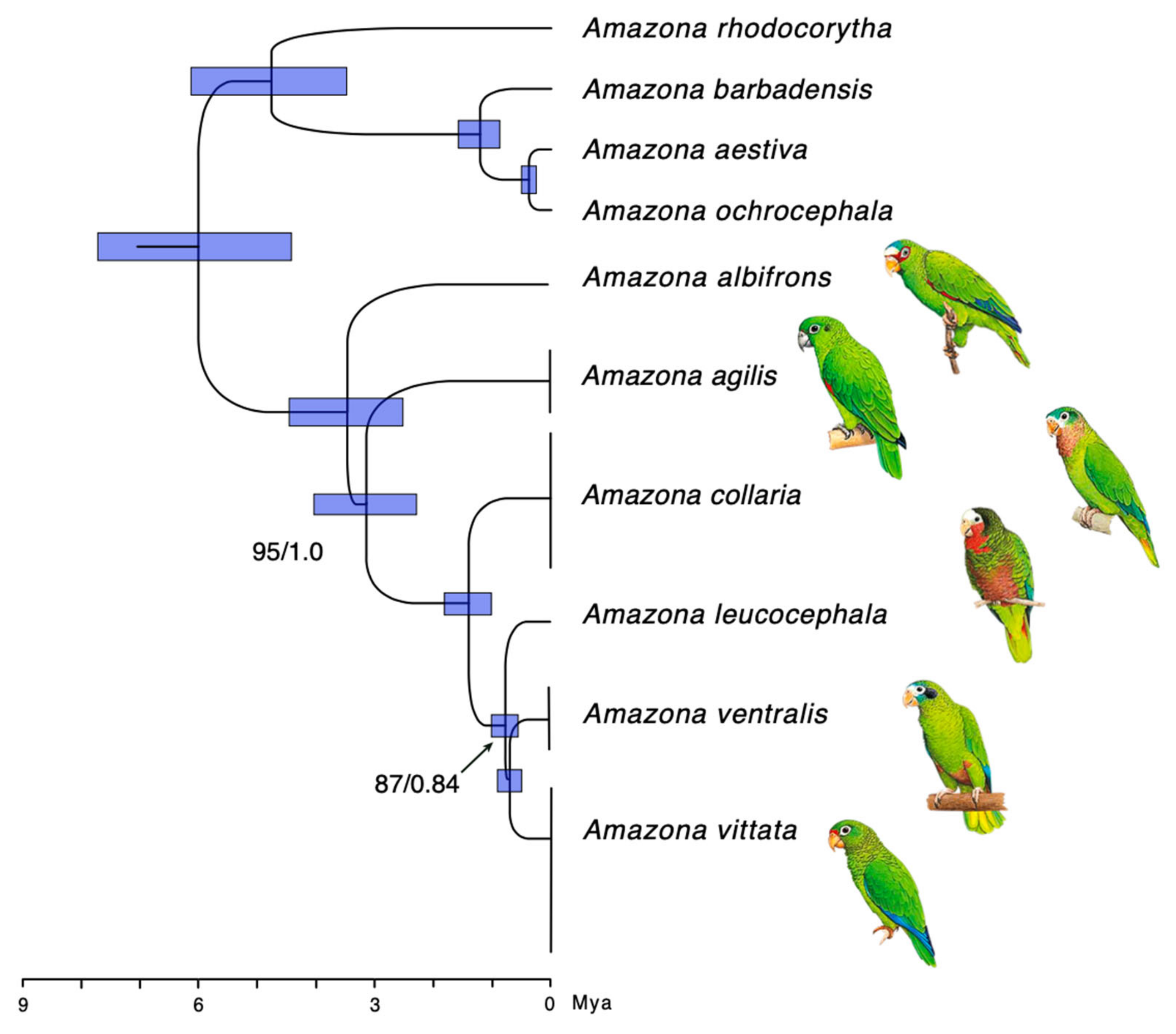Genes | Free Full-Text | Molecular Phylogeny and Evolution of Amazon  Parrots in the Greater Antilles