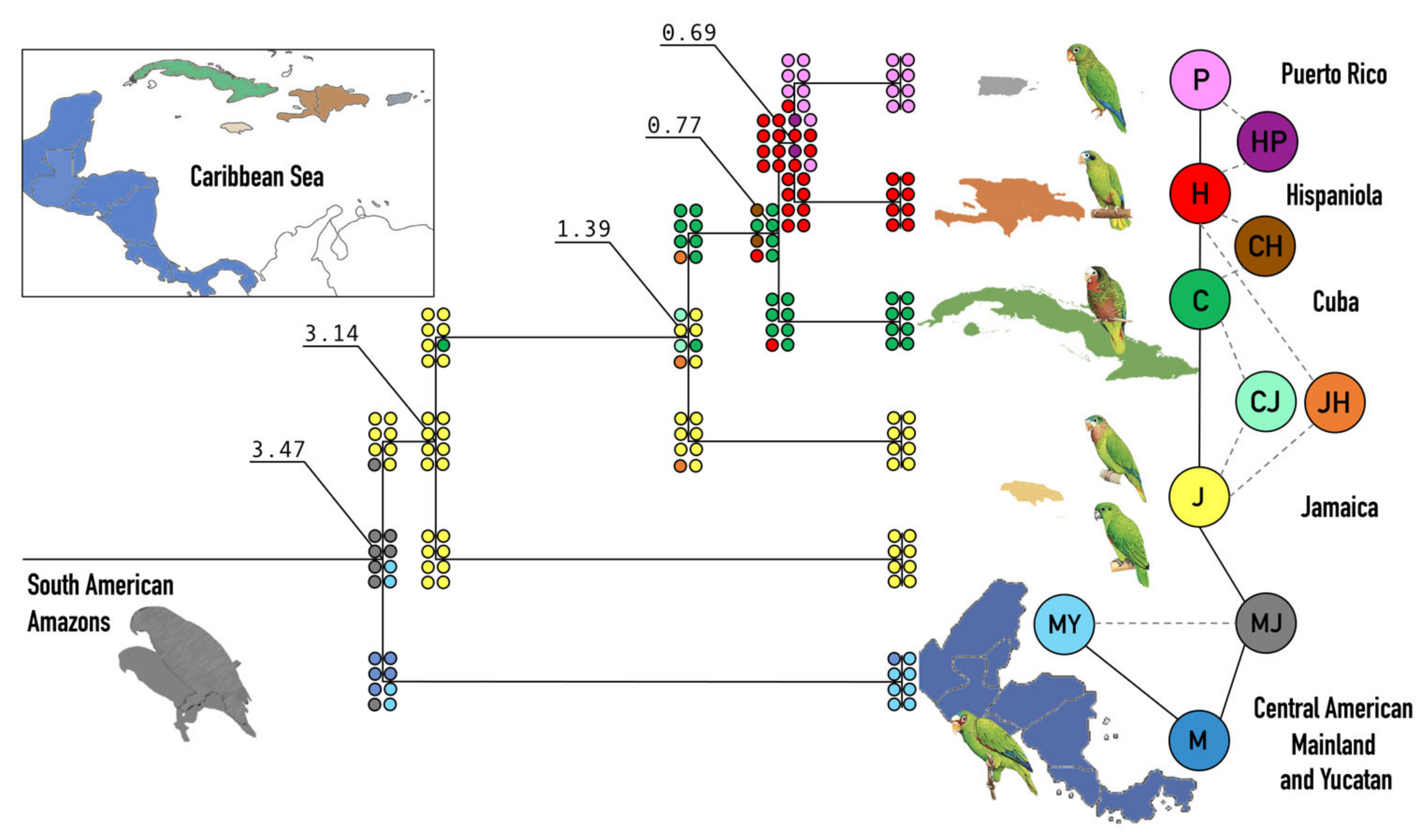Genes | Free Full-Text | Molecular Phylogeny and Evolution of Amazon  Parrots in the Greater Antilles