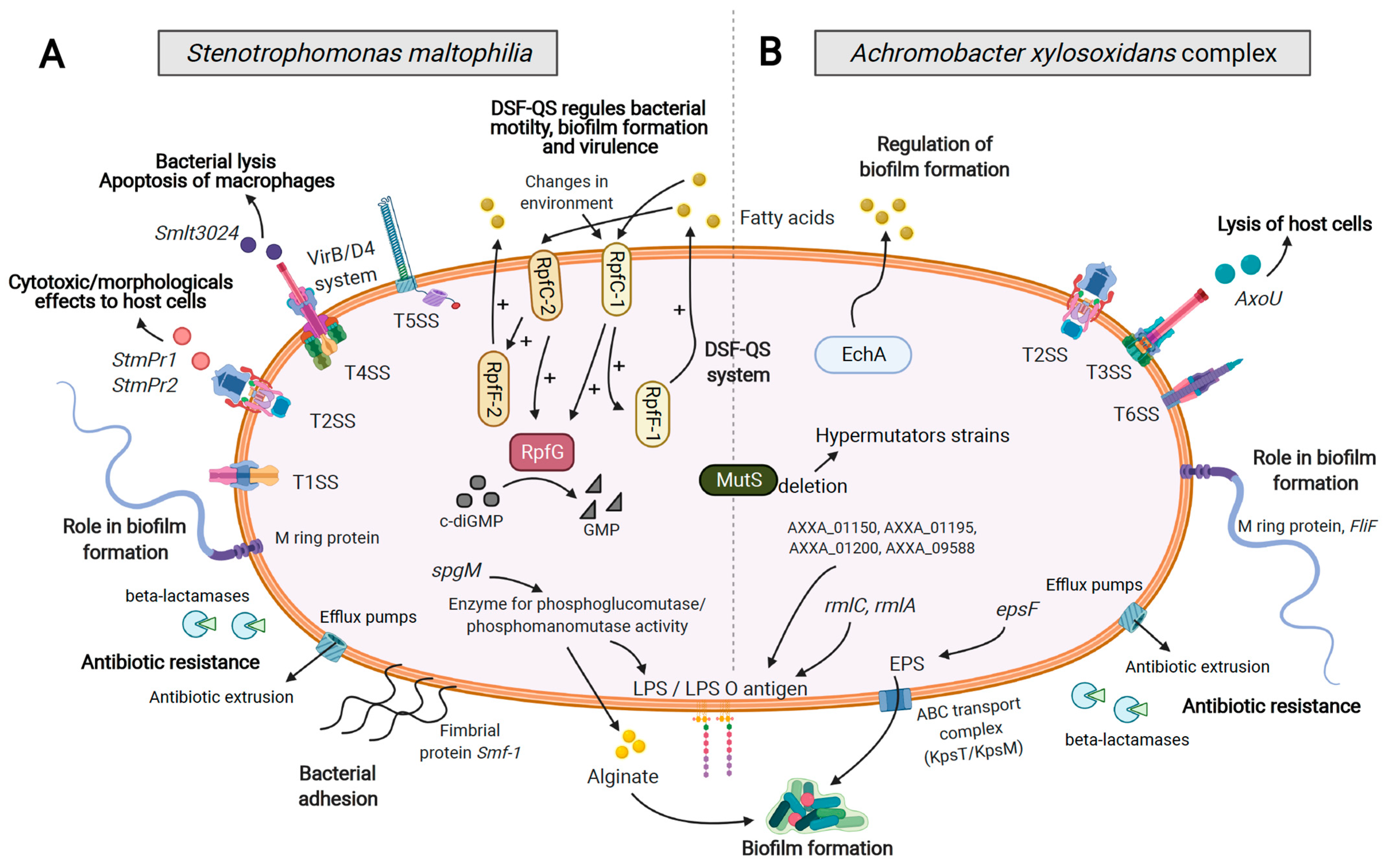 Genes Free Full Text Achromobacter Xylosoxidans And Stenotrophomonas Maltophilia Emerging Pathogens Well Armed For Life In The Cystic Fibrosis Patients Lung Html