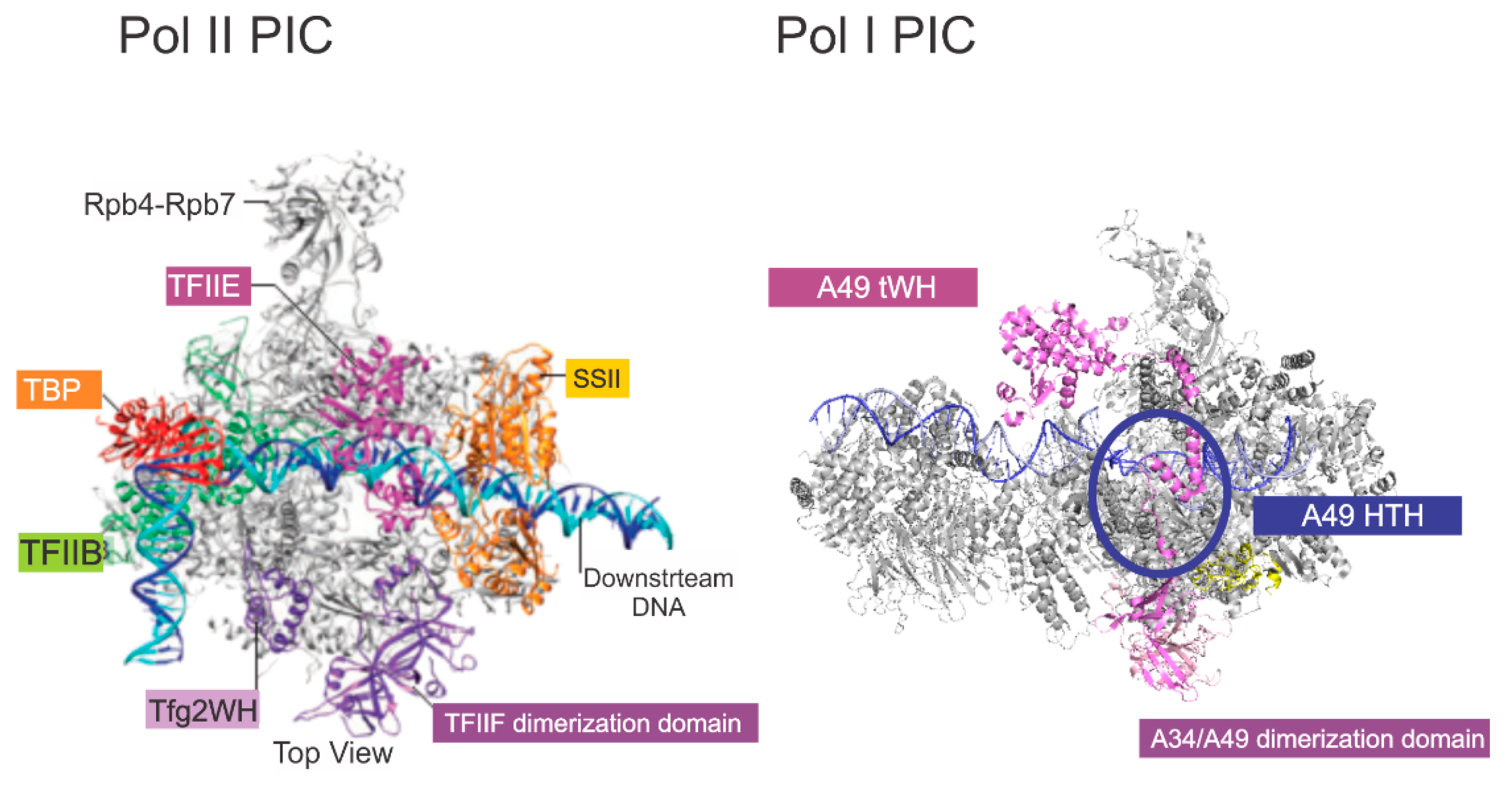Genes 12 00620 g004 Genes 12 00620 g004