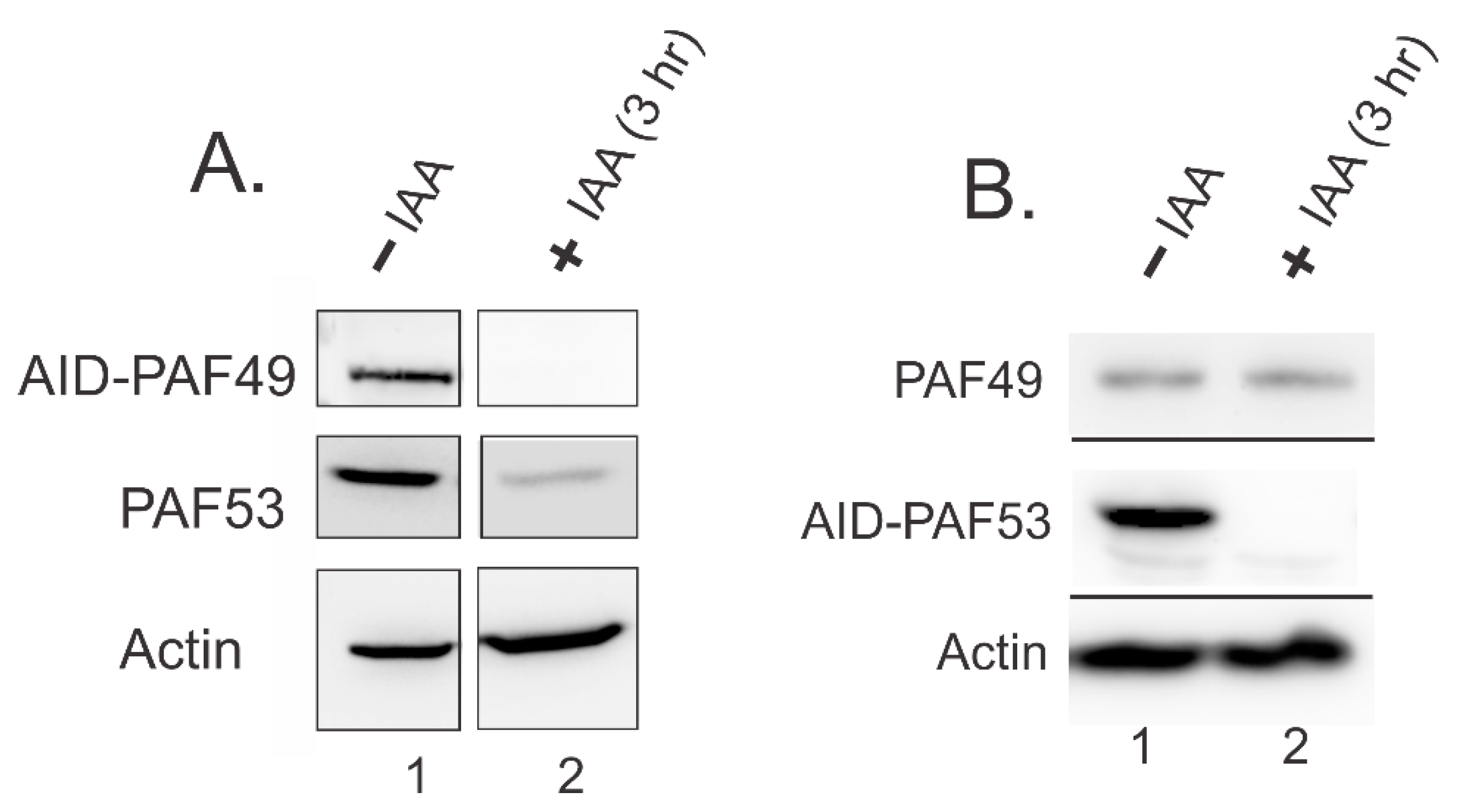 Genes 12 00620 g007 Genes 12 00620 g007