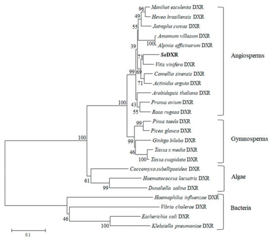 Genes | Free Full-Text | Molecular Cloning and Functional Analysis 