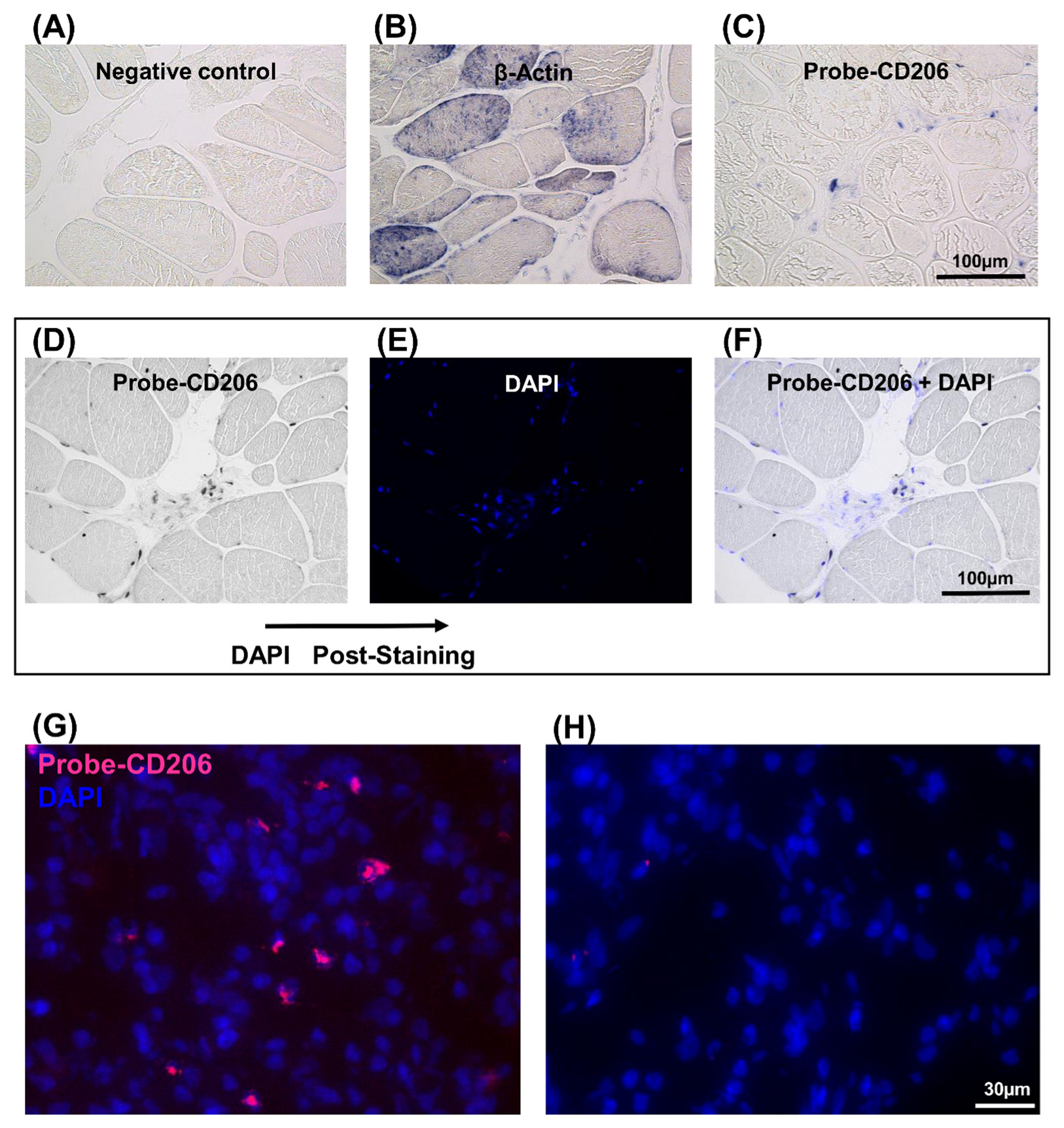 Genes 12 00649 g004 Genes 12 00649 g004