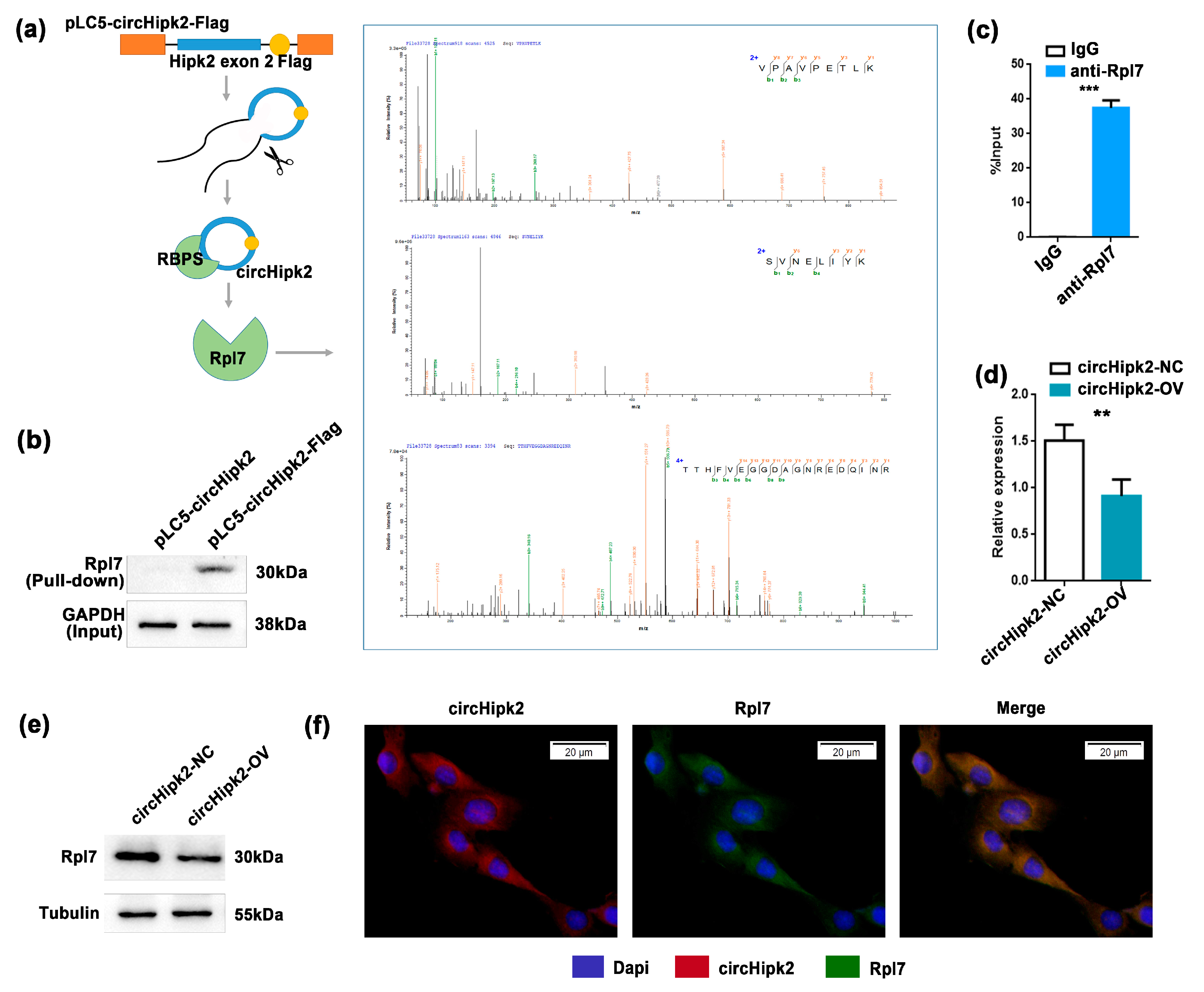 Genes 12 00696 g003 Genes 12 00696 g003