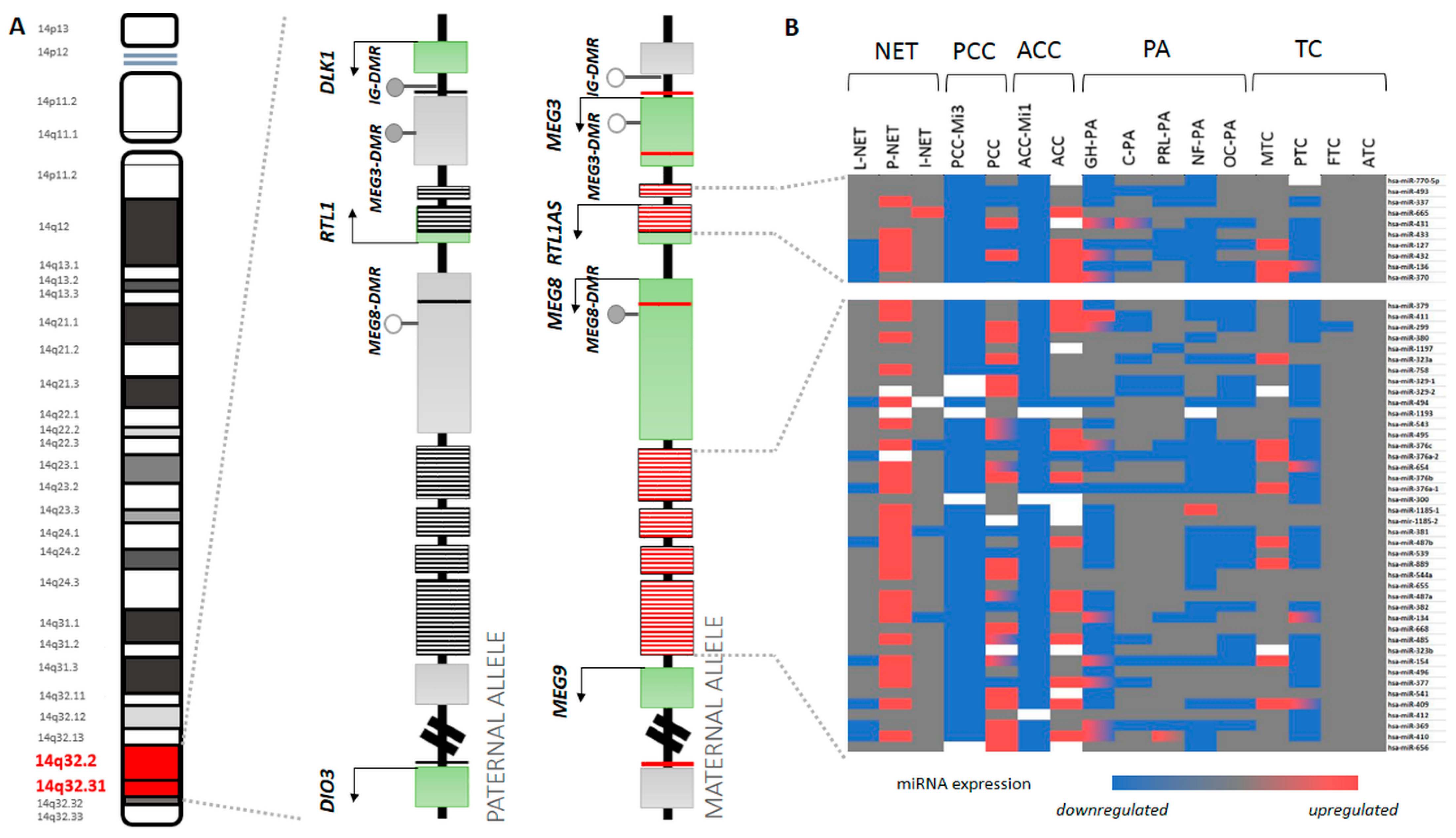Genes | Free Full-Text | Essential Role of the 14q32 Encoded miRNAs in  Endocrine Tumors