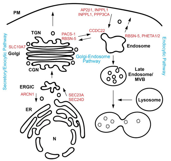 Genes Free Full Text Craniofacial Diseases Caused By Defects In