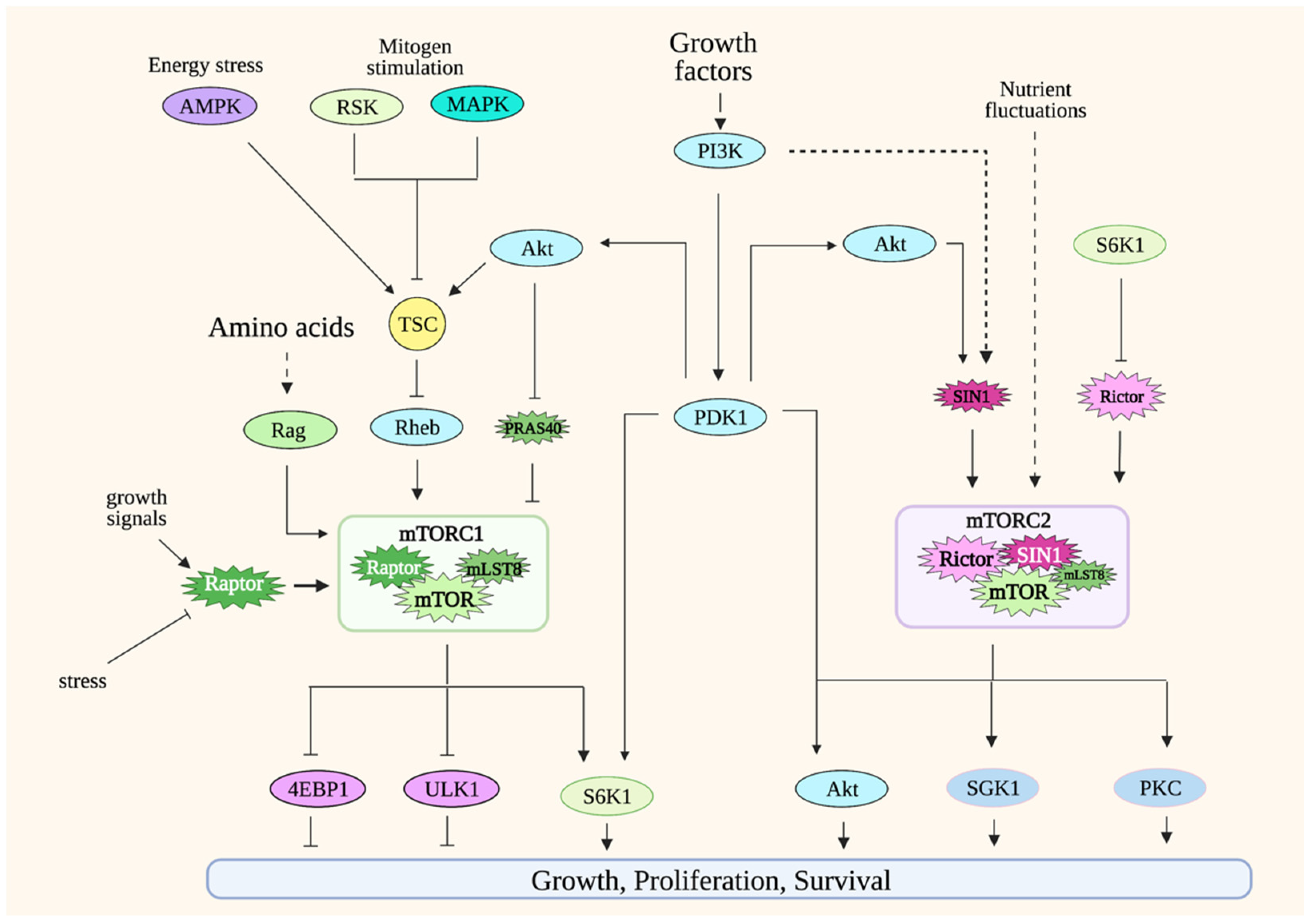 Genes Free Full Text Mtor Signaling And Metabolism In Early T Cell Development