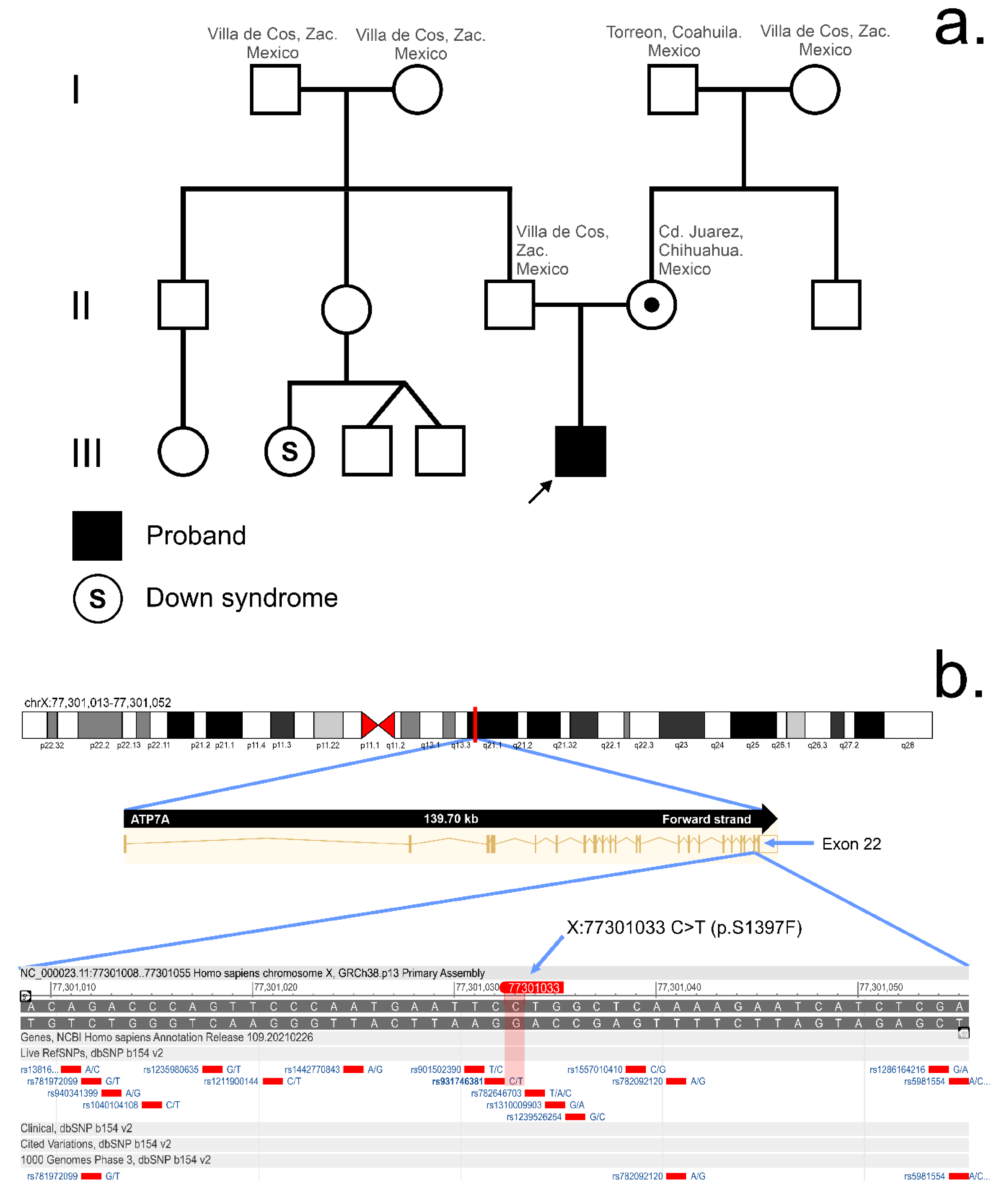 Genes Free Full Text Whole Exome Sequencing Proteome Landscape And Immune Cell Migration Patterns In A Clinical Context Of Menkes Disease Html