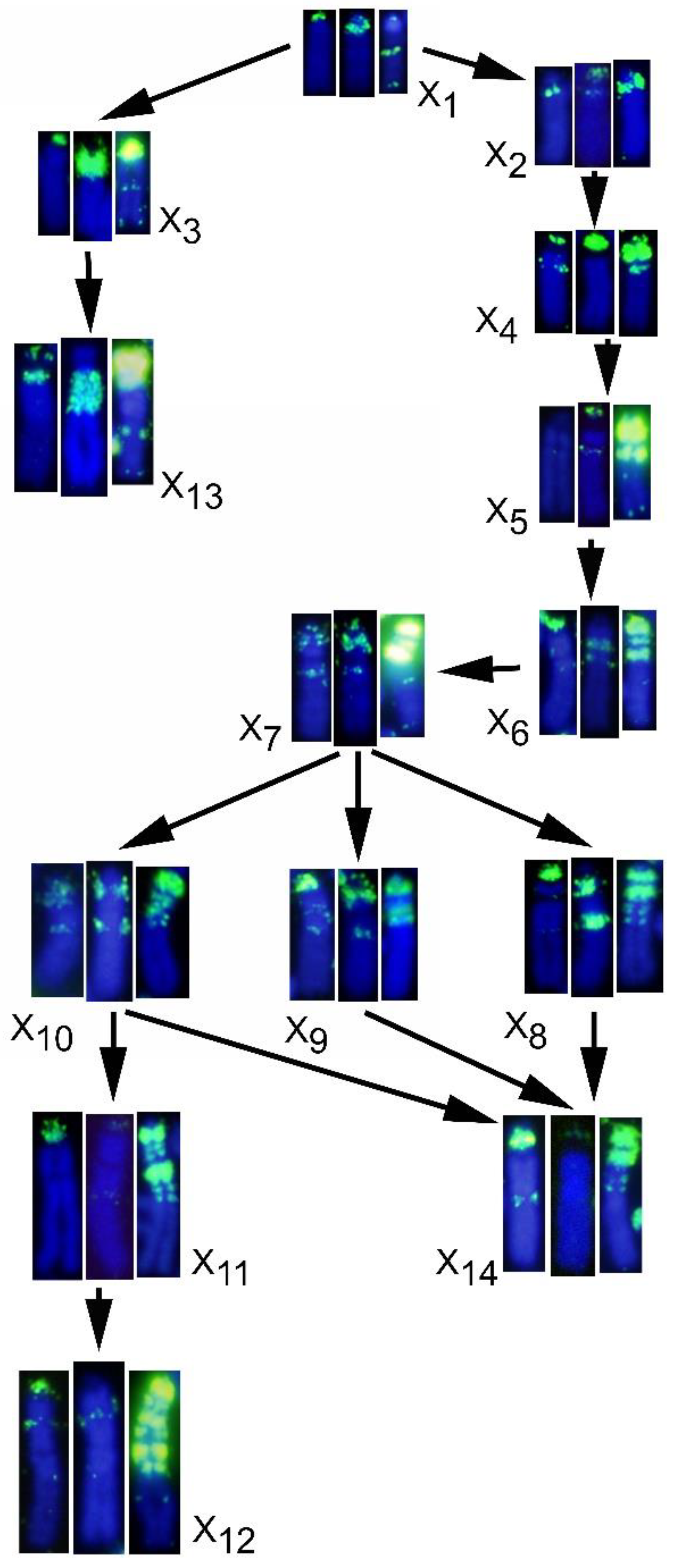Genes 12 00807 g007 Genes 12 00807 g007