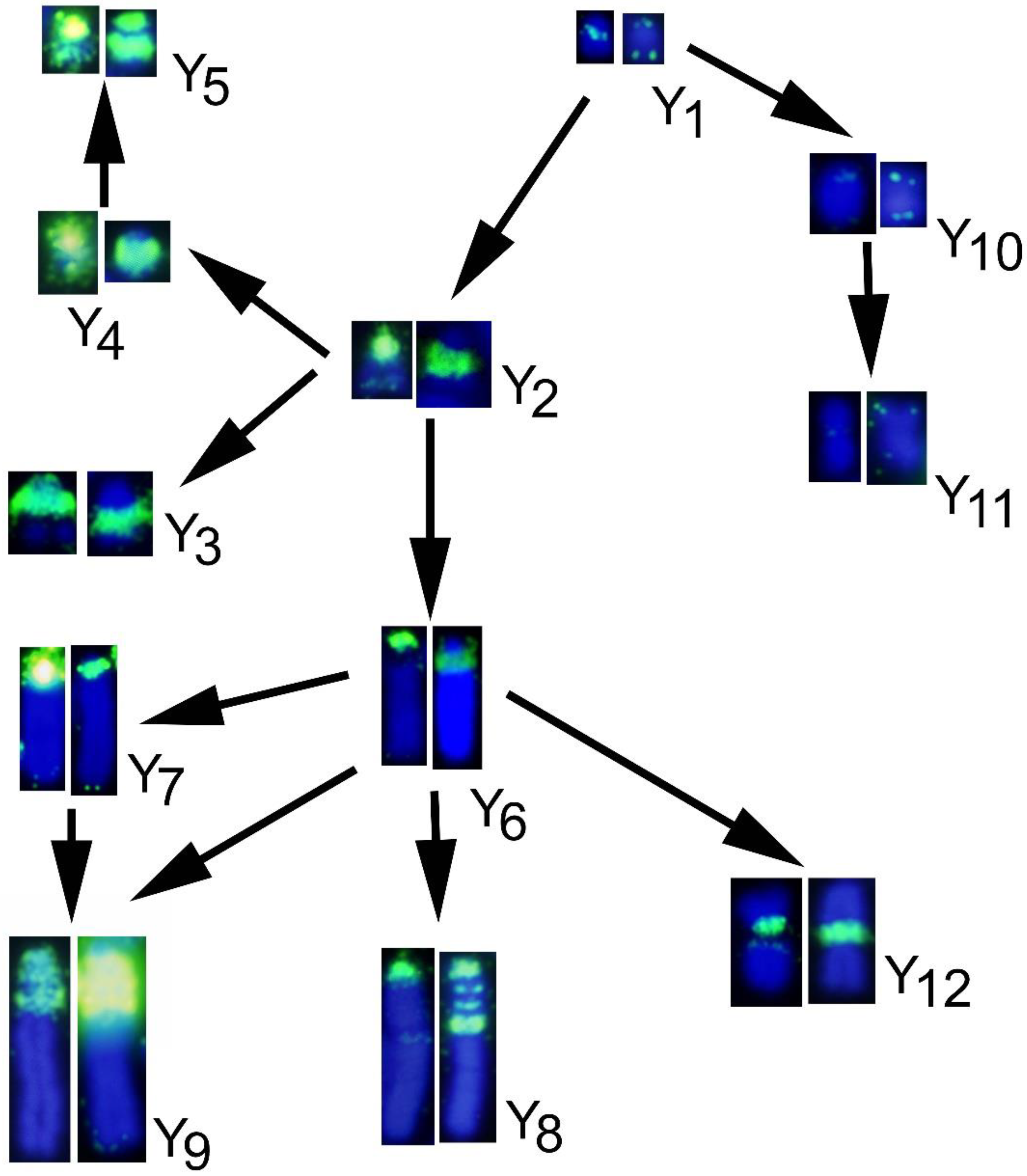 Genes 12 00807 g008 Genes 12 00807 g008
