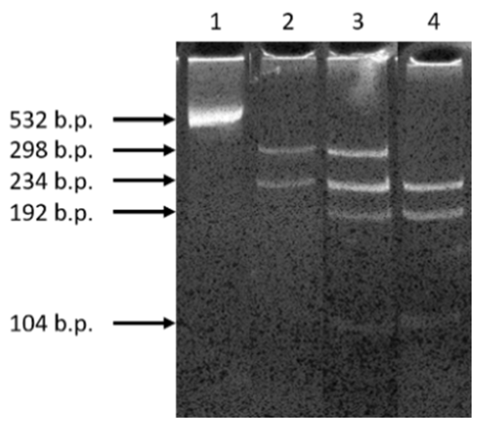 Genes 12 00820 g003 Genes 12 00820 g003