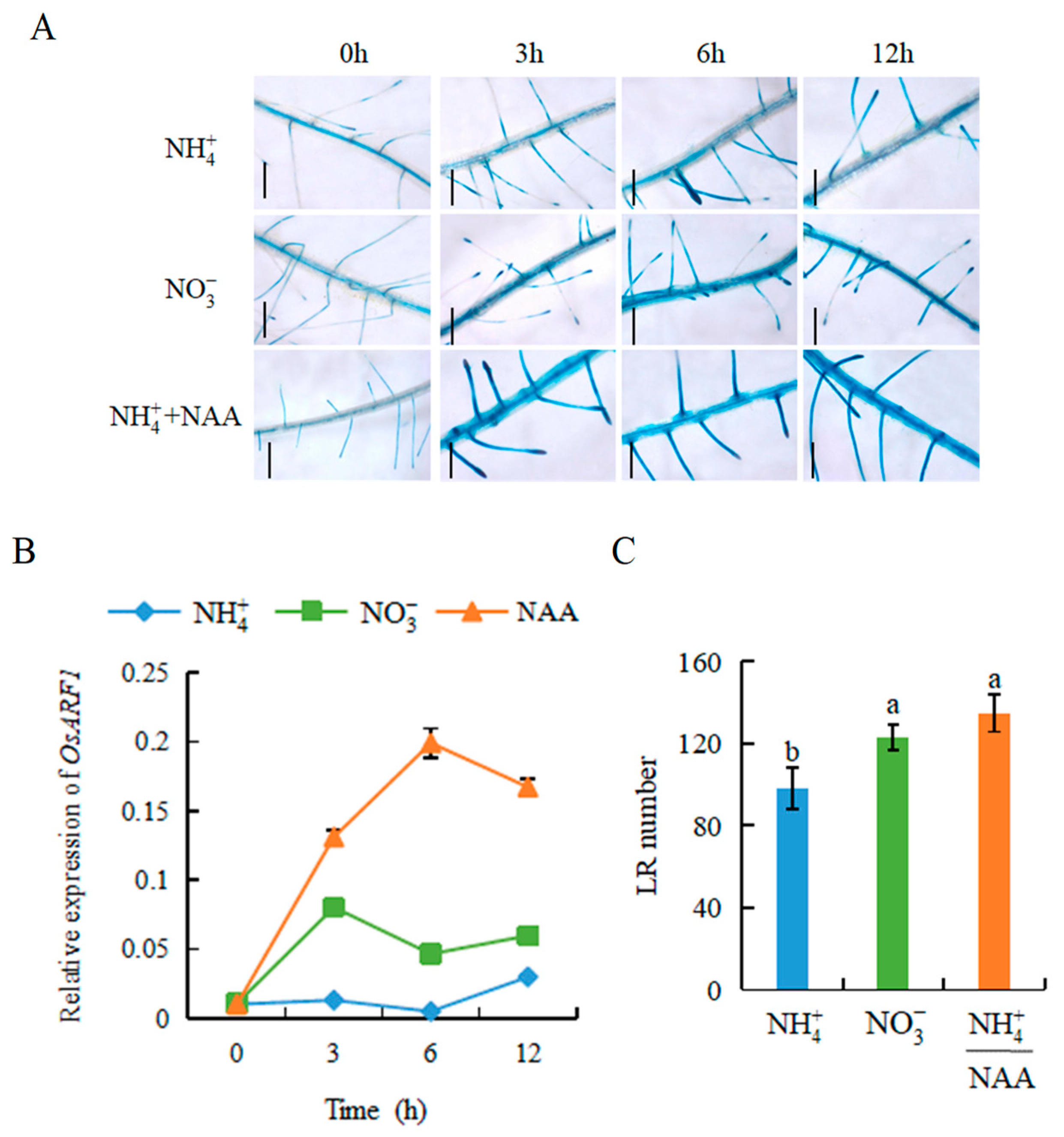 Genes 12 00850 g002