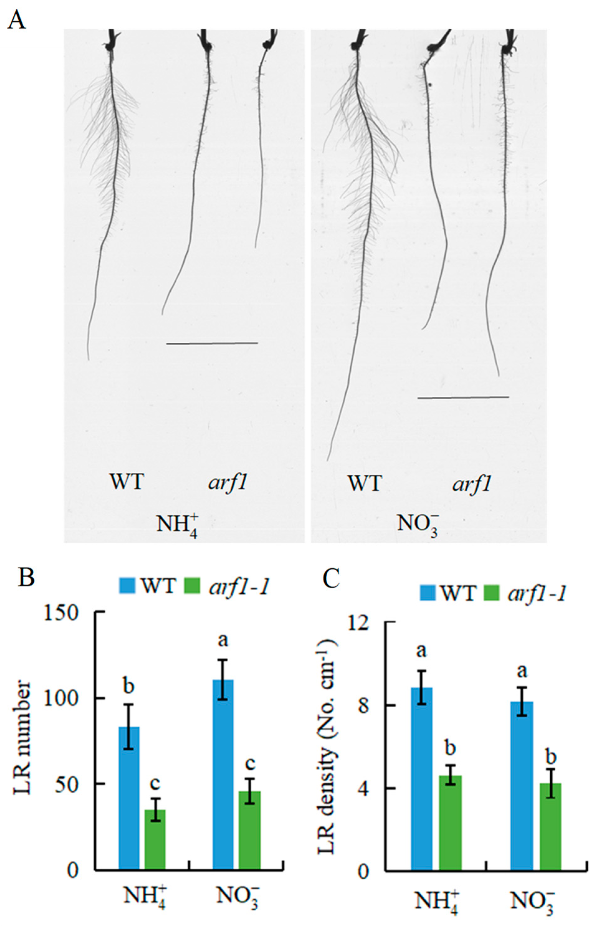 Genes 12 00850 g003