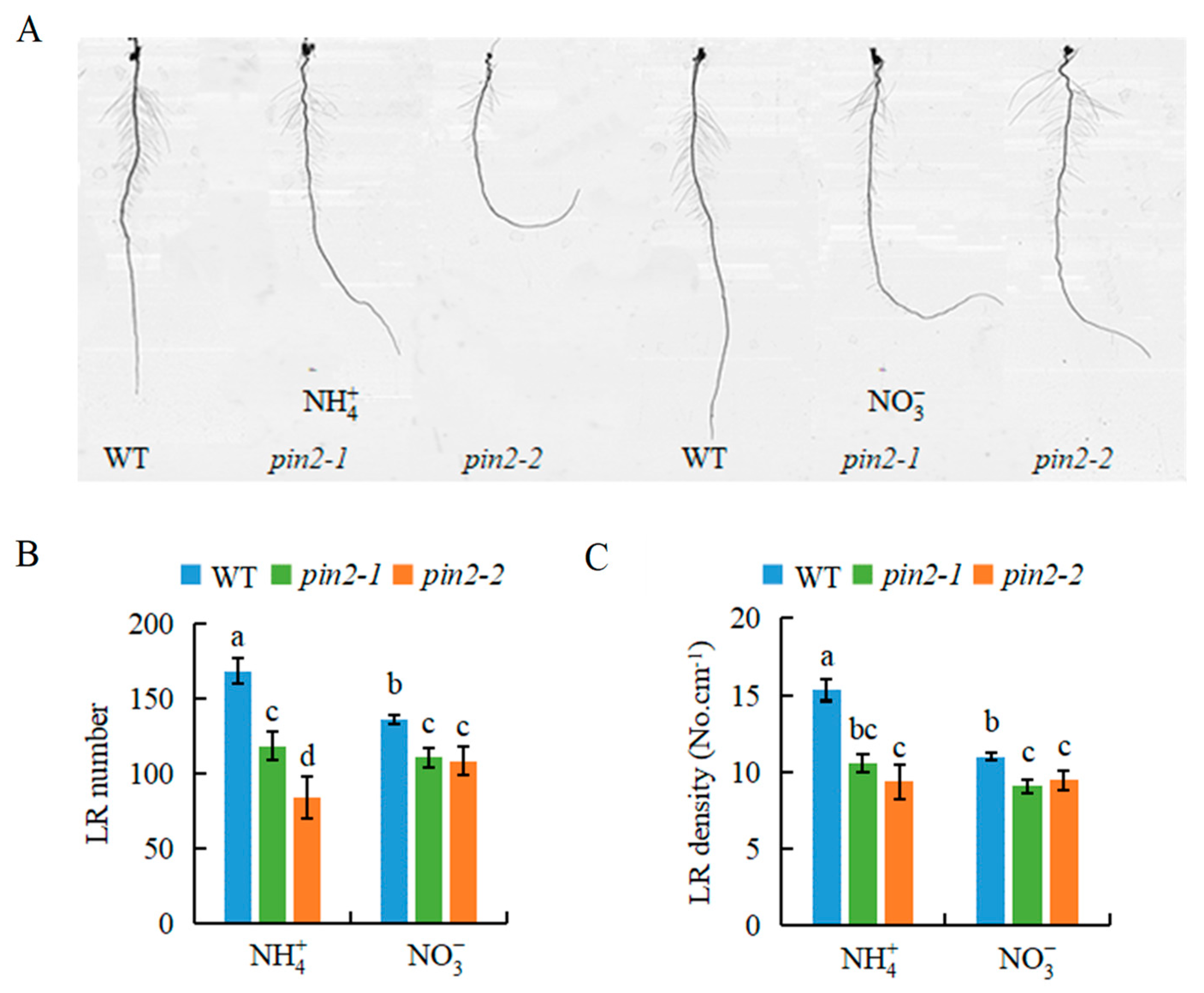 Genes 12 00850 g007