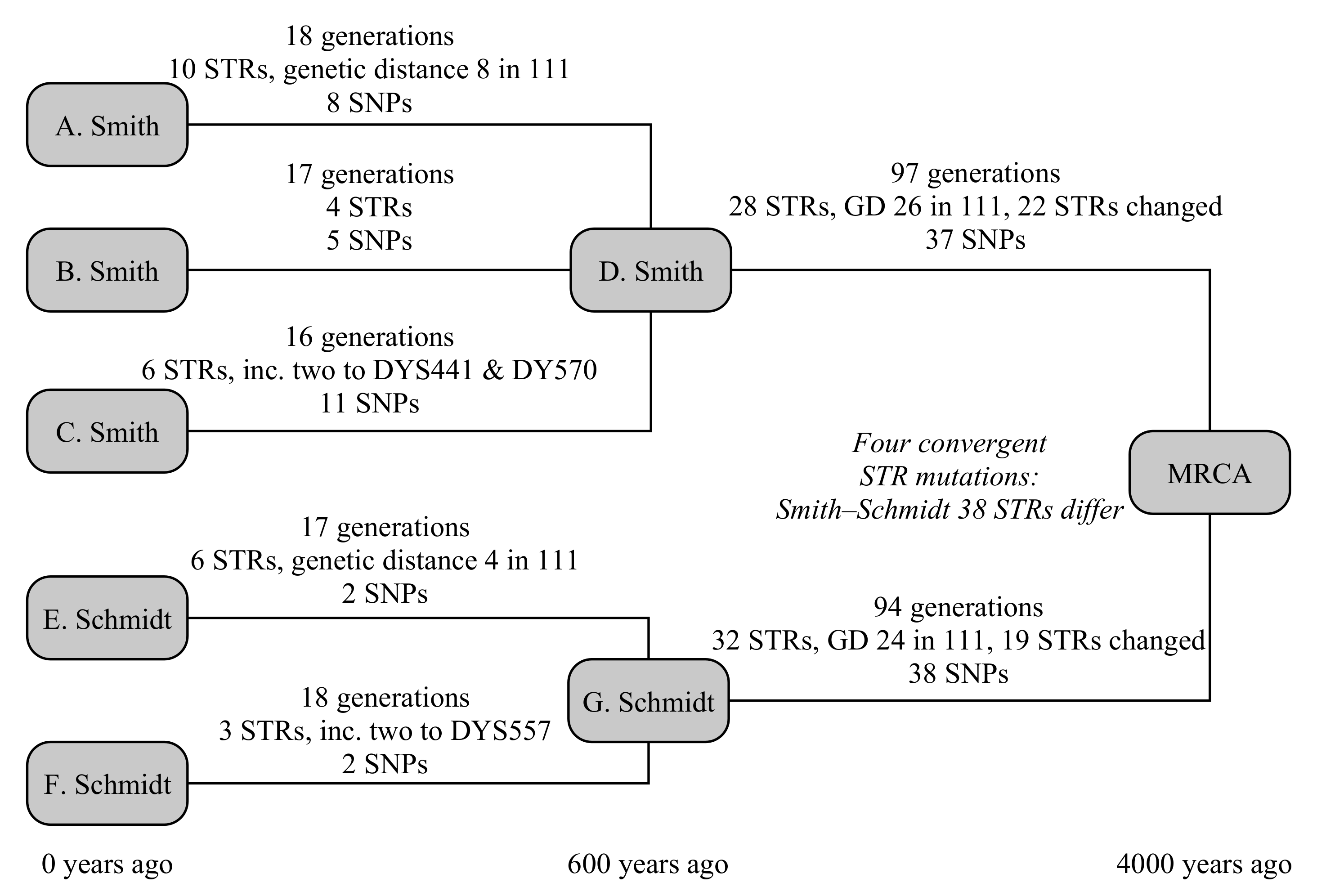 Genes Free Full Text Improved Models Of Coalescence Ages Of Y Dna Haplogroups Html