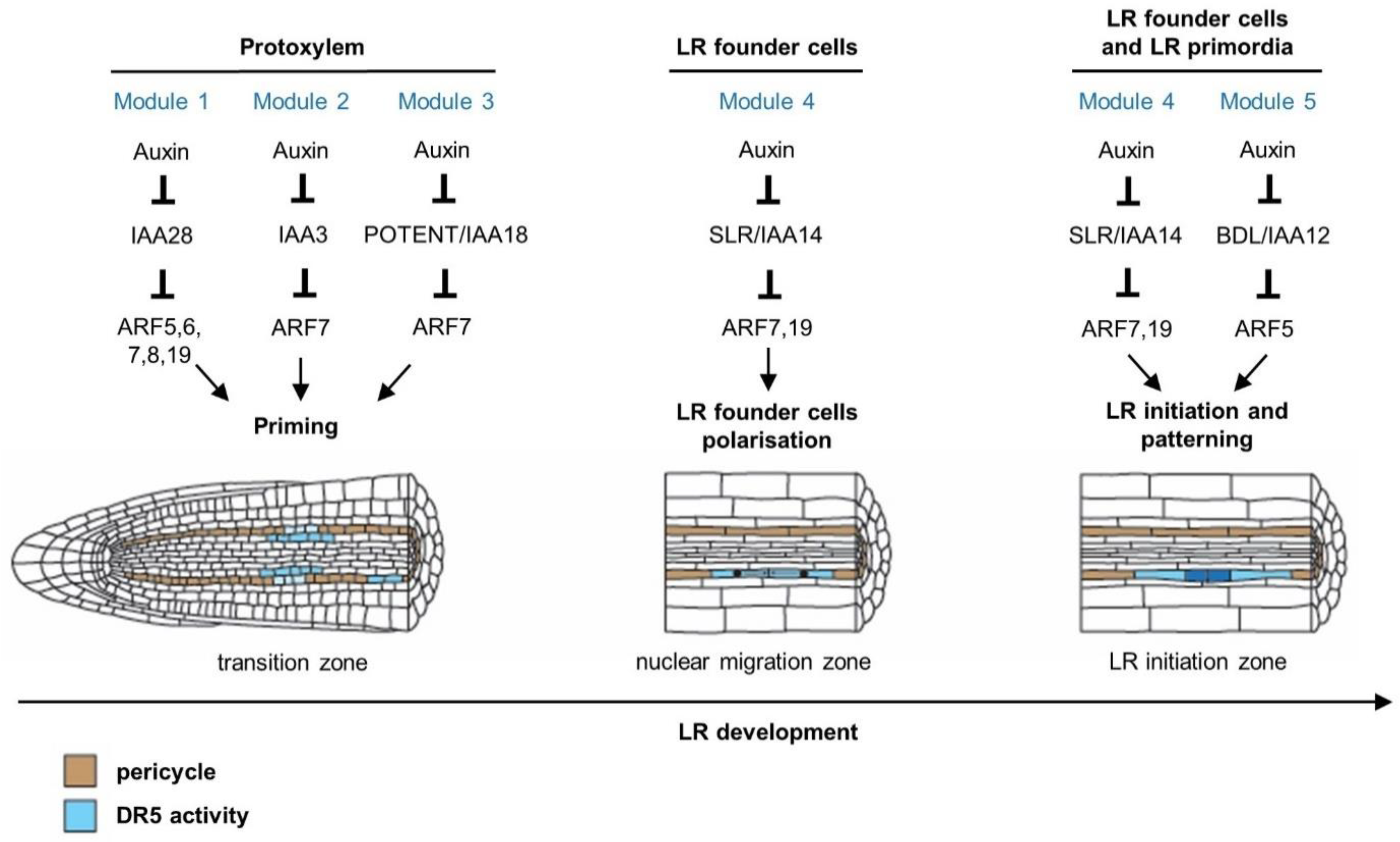 Seedling Biotech on LinkedIn: Rootup : Promoting cell division and cell  elongation • Acting…