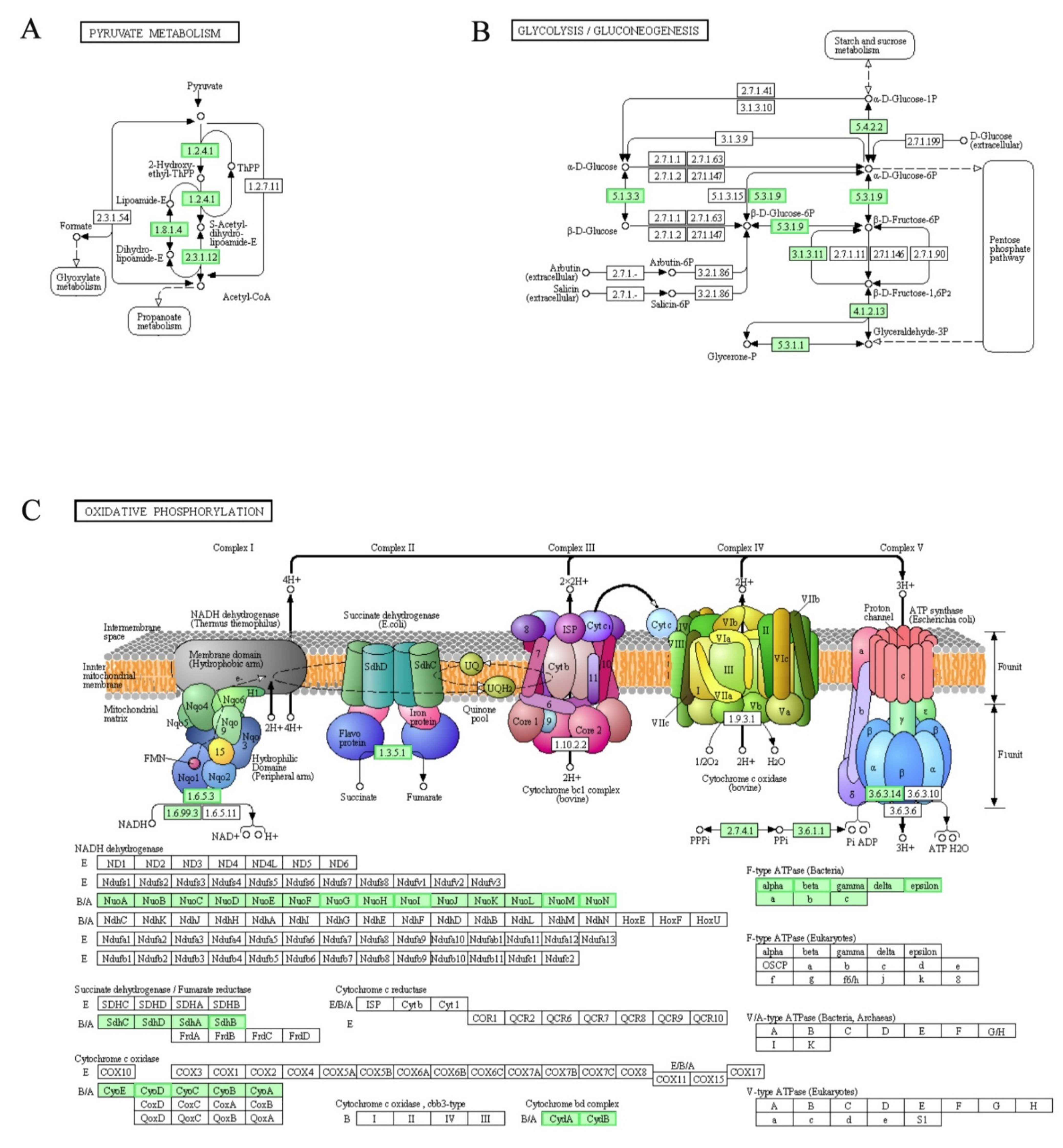 Genes 12 01003 g007