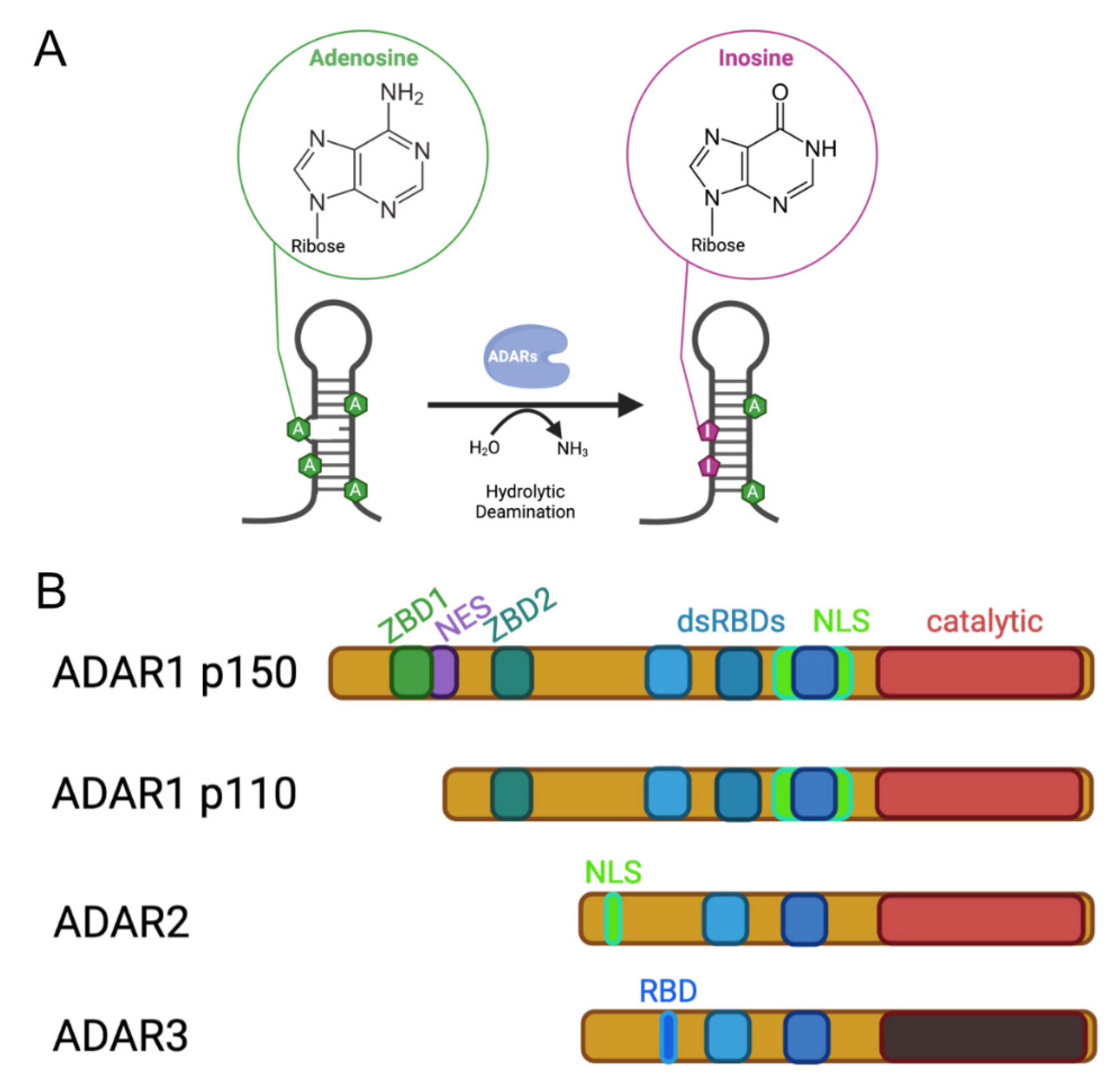 Genes | Free Full-Text | An I for an A: Dynamic Regulation of Adenosine  Deamination-Mediated RNA Editing