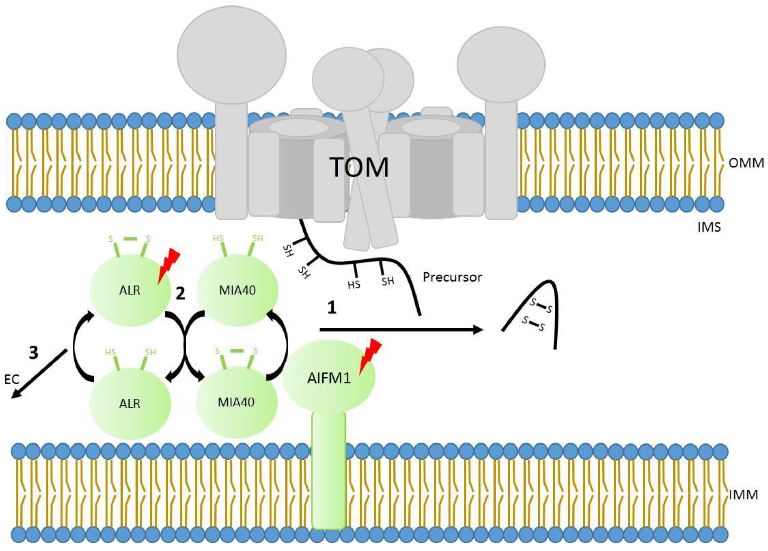 Genes 12 01031 g002 Genes 12 01031 g002