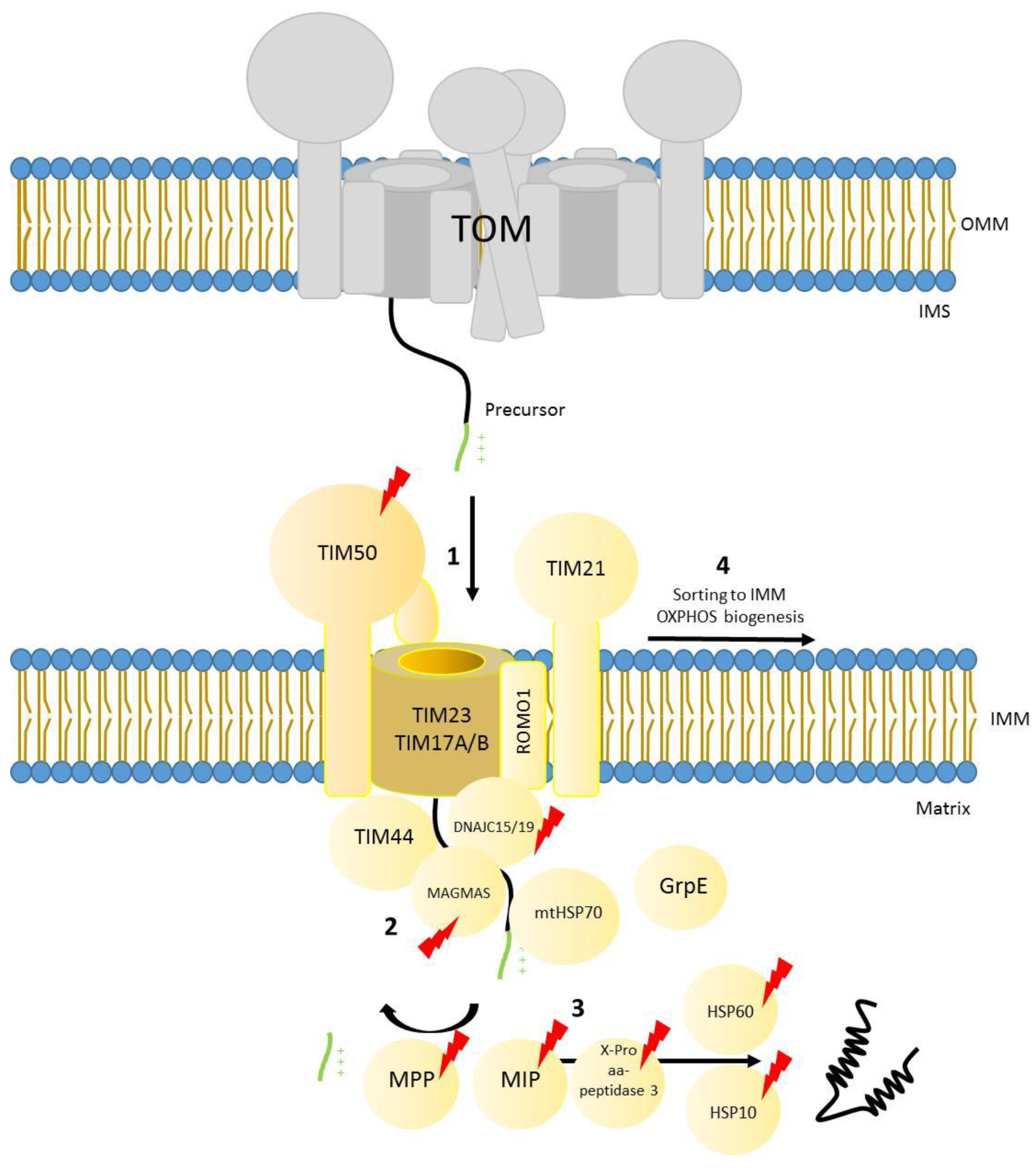 Genes 12 01031 g003 Genes 12 01031 g003