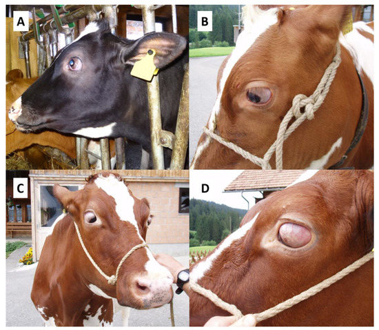 Genes | Special Issue : Genome-Wide Association Analysis of Cattle