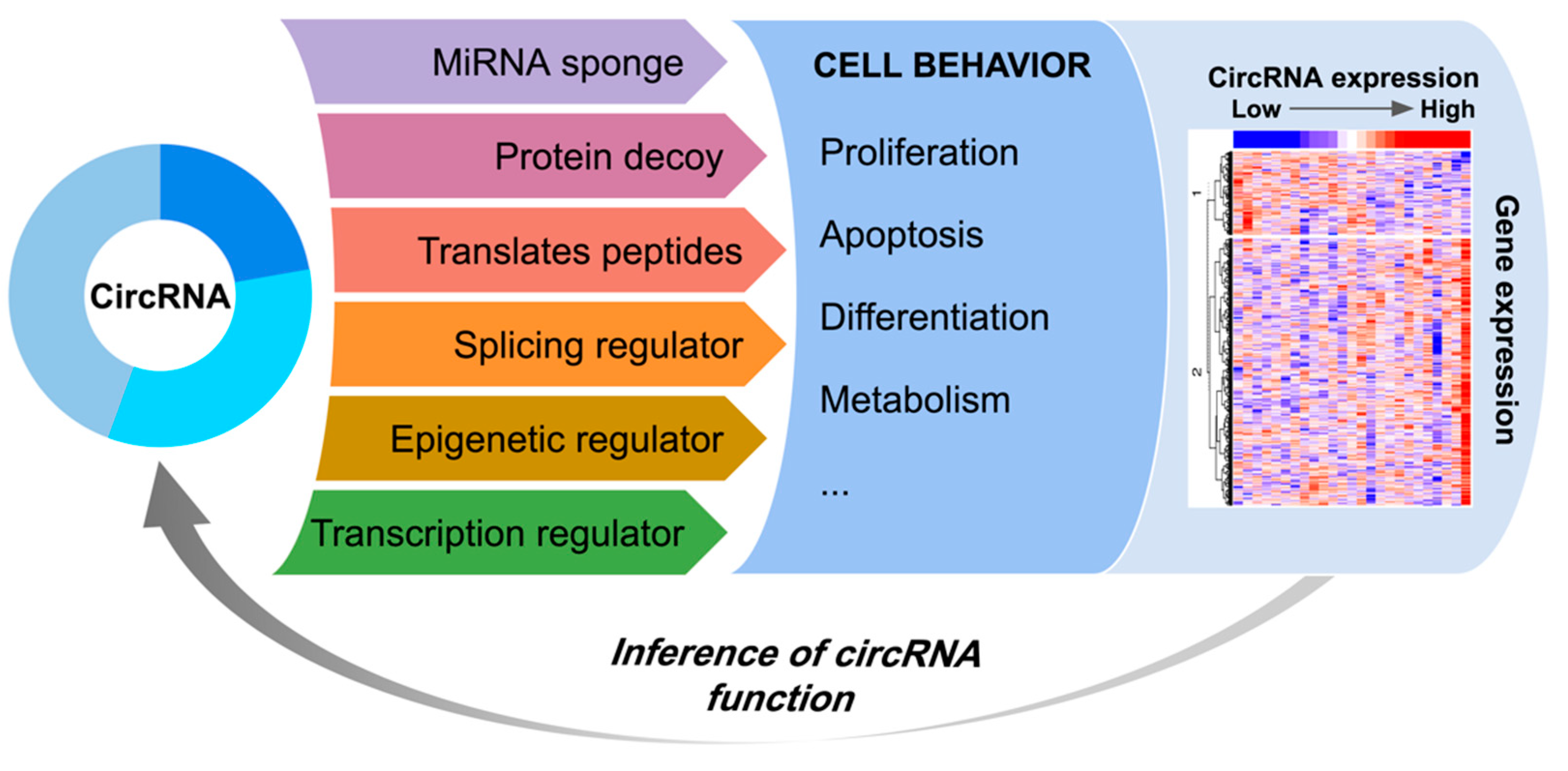 Genes Free FullText CircIMPACT An R Package to Explore Circular