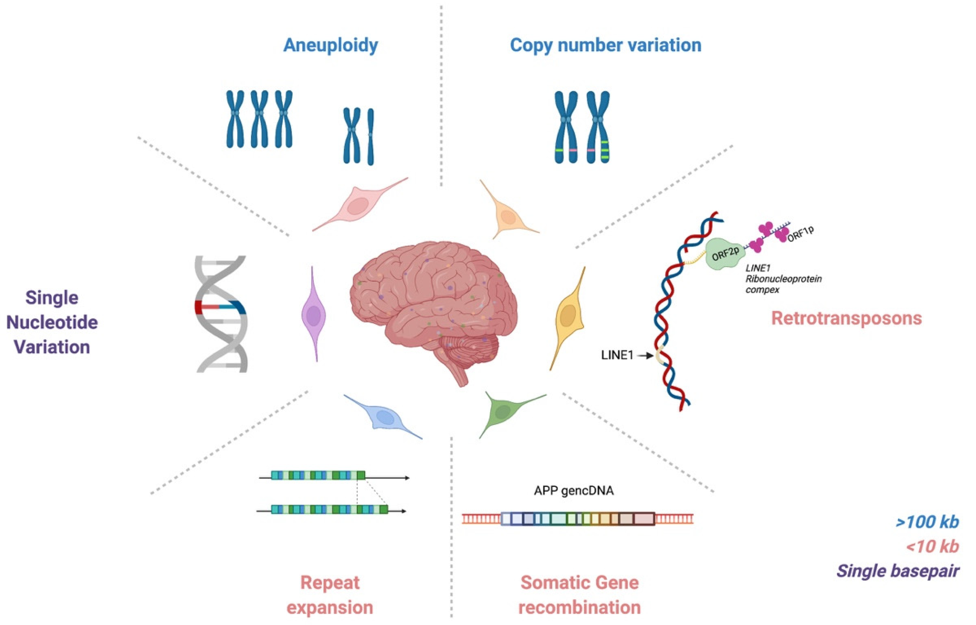 Genes | Free Full-Text | Genomic Mosaicism Formed by Somatic Variation in  the Aging and Diseased Brain