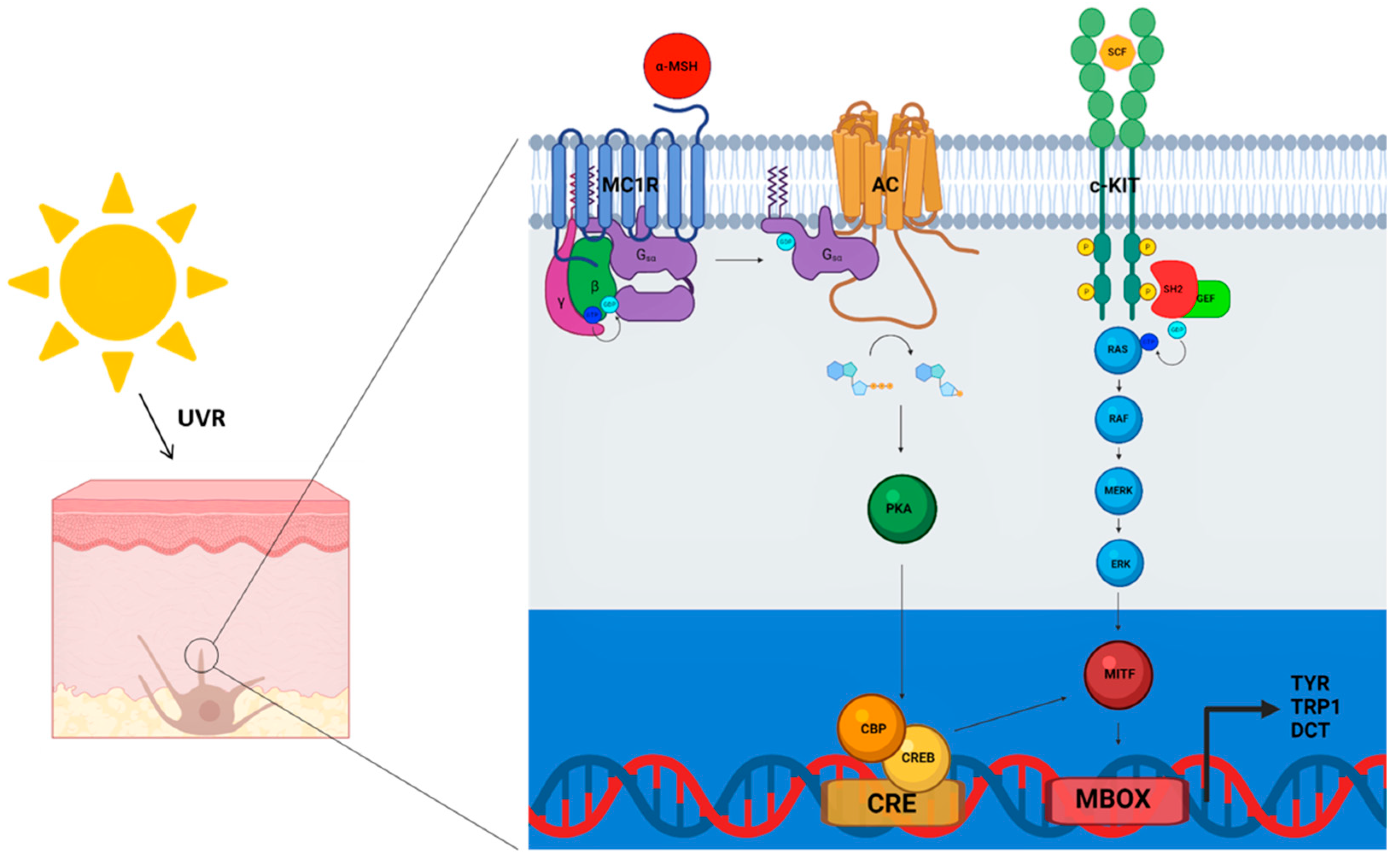 Genes | Free Full-Text | Behind the Scene: Exploiting MC1R in Skin Cancer  Risk and Prevention