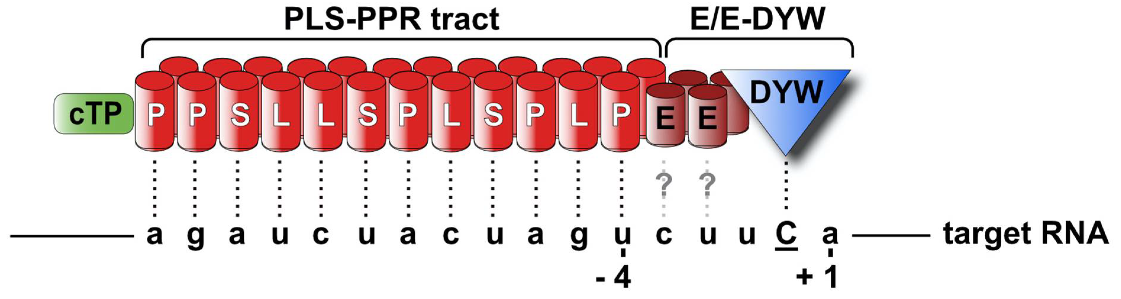 An artificial PPR scaffold for programmable RNA recognition