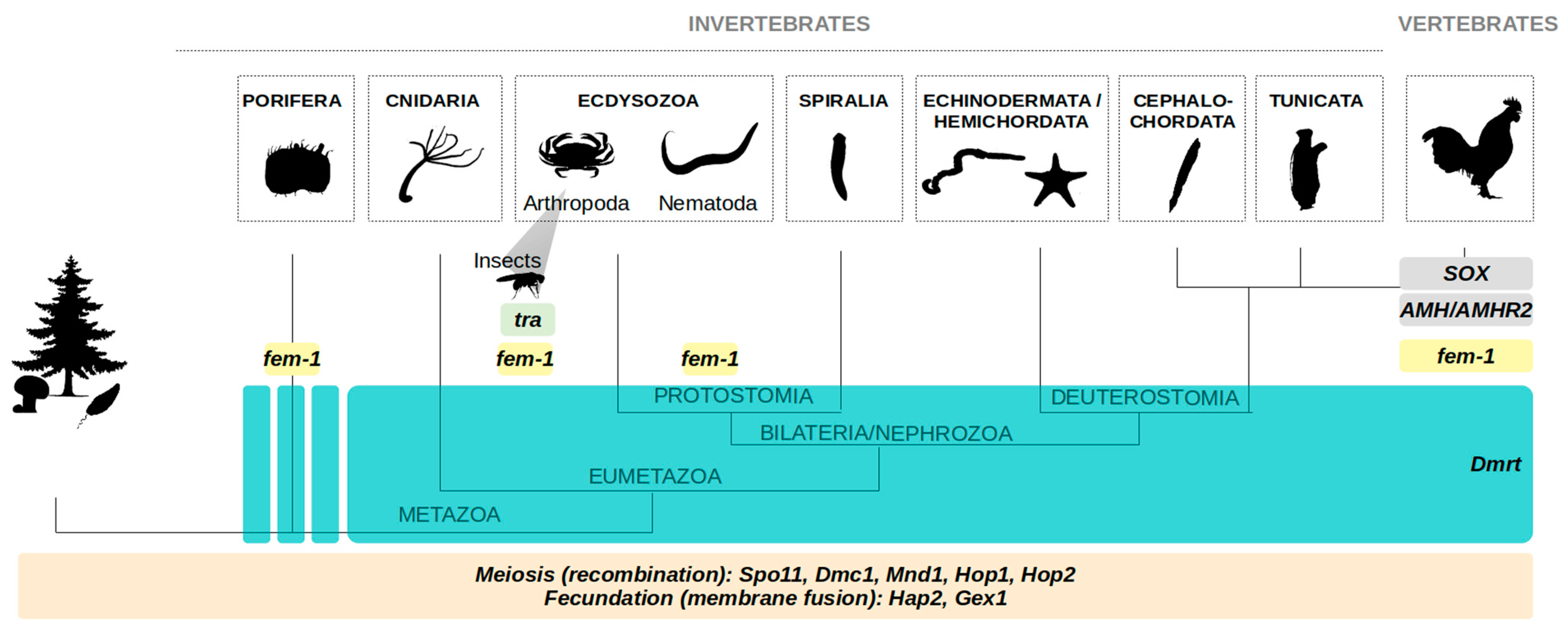 Genes 12 01136 g002