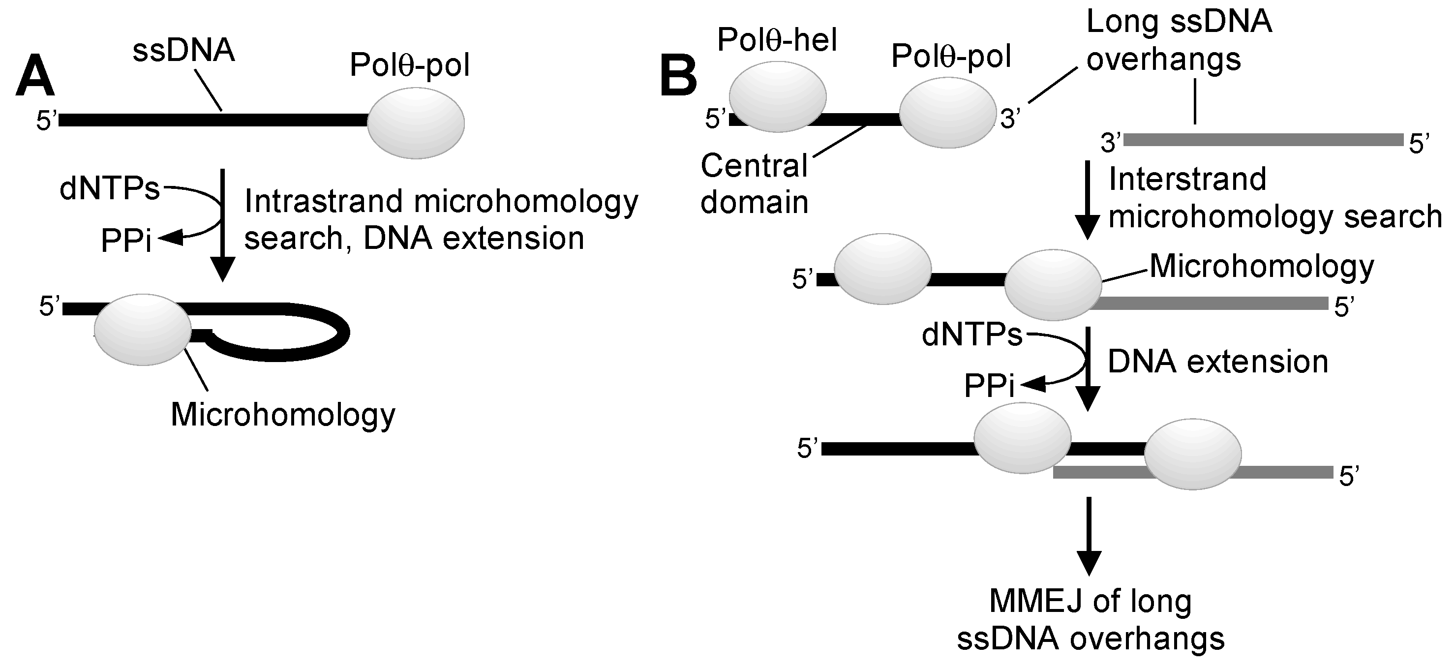 Genes 12 01146 g004