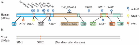 Genes | Free Full-Text | Post-Translational Modification of MRE11: Its ...