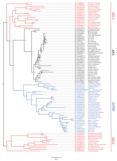 Genes | Free Full-Text | Molecular Phylogenetic Analysis of the